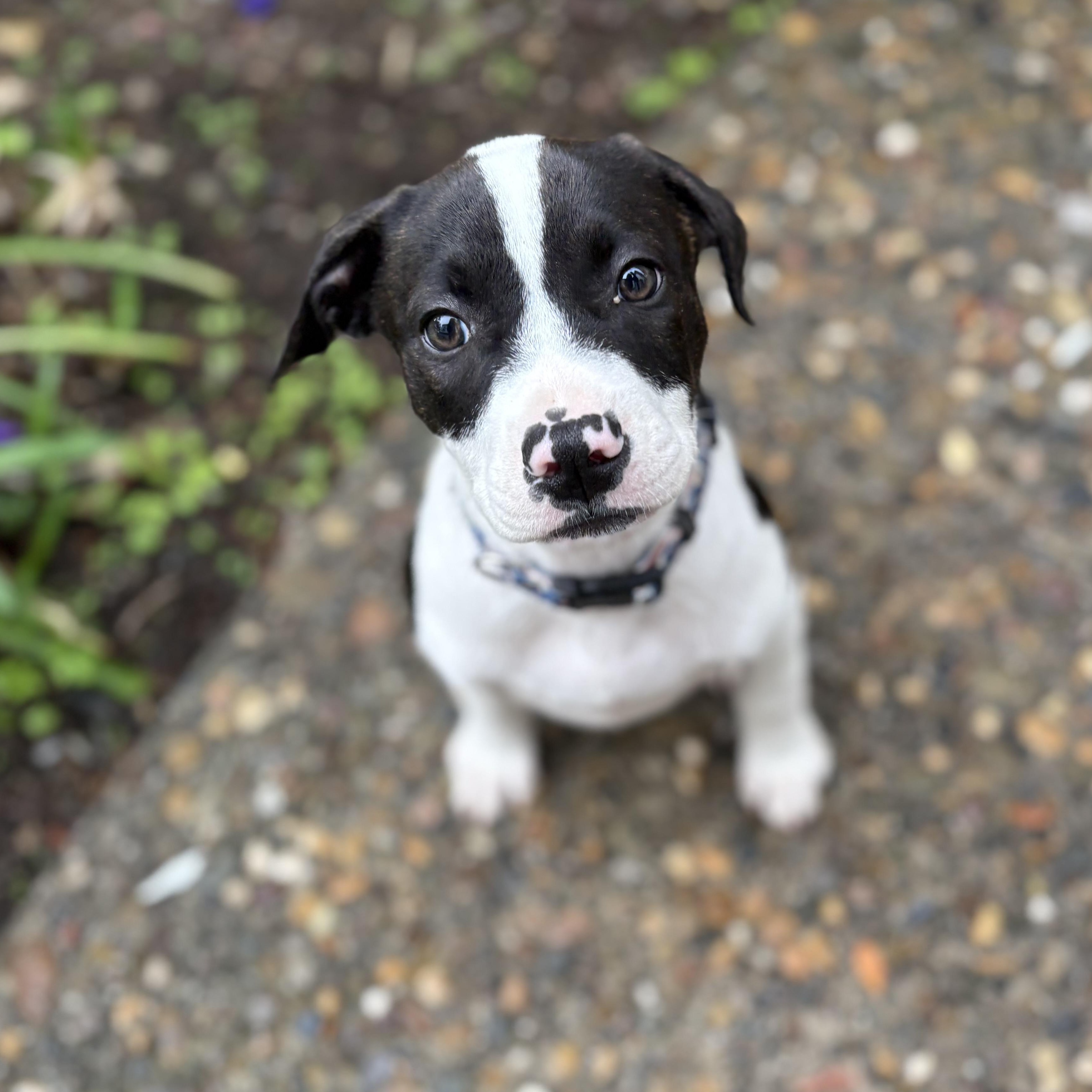 Dale, adopted, Puppy Male Pit Bull Terrier.