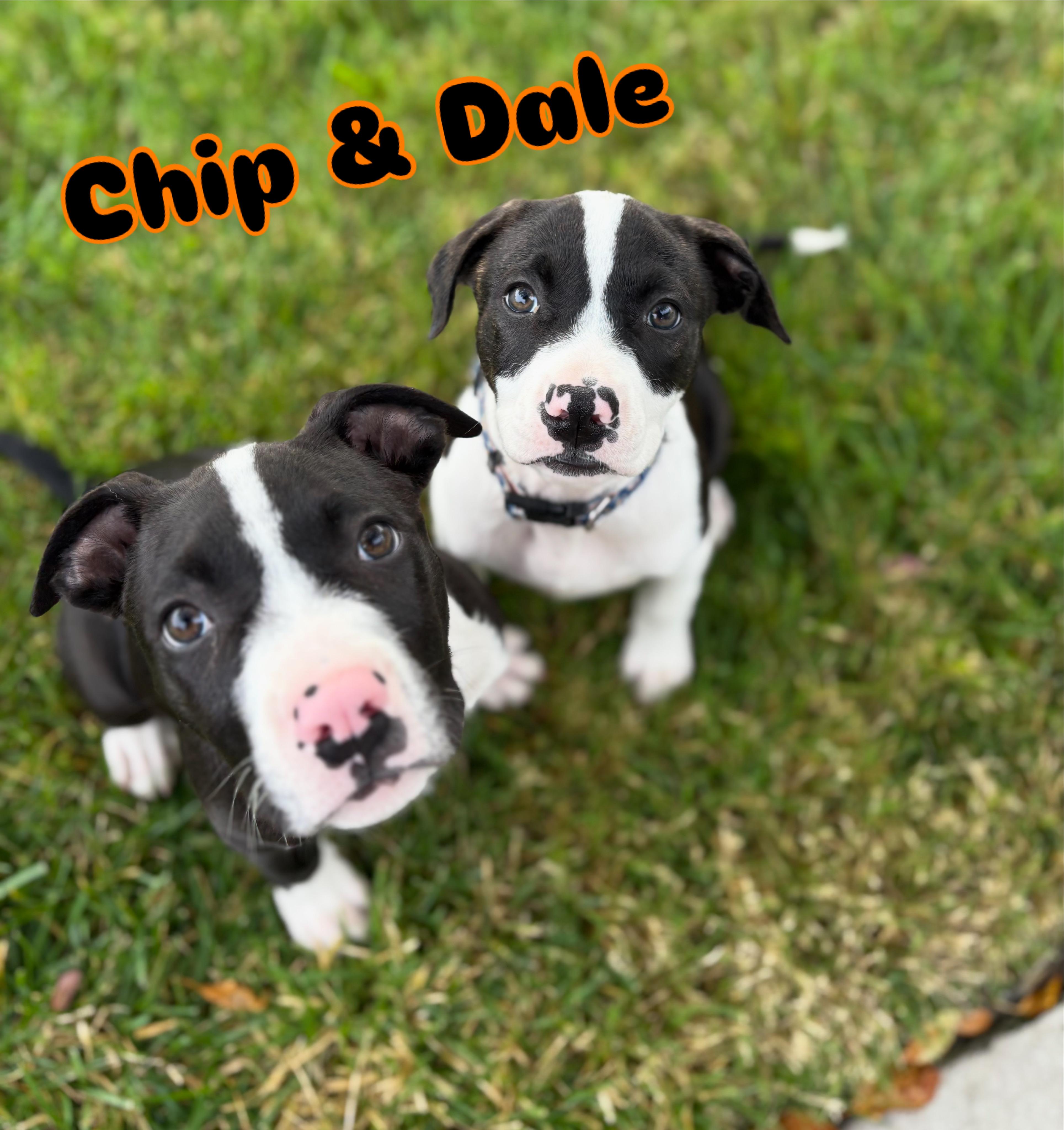 Enlarge Dale, an adopted Pit Bull Terrier in Berkeley, CA image 5/5