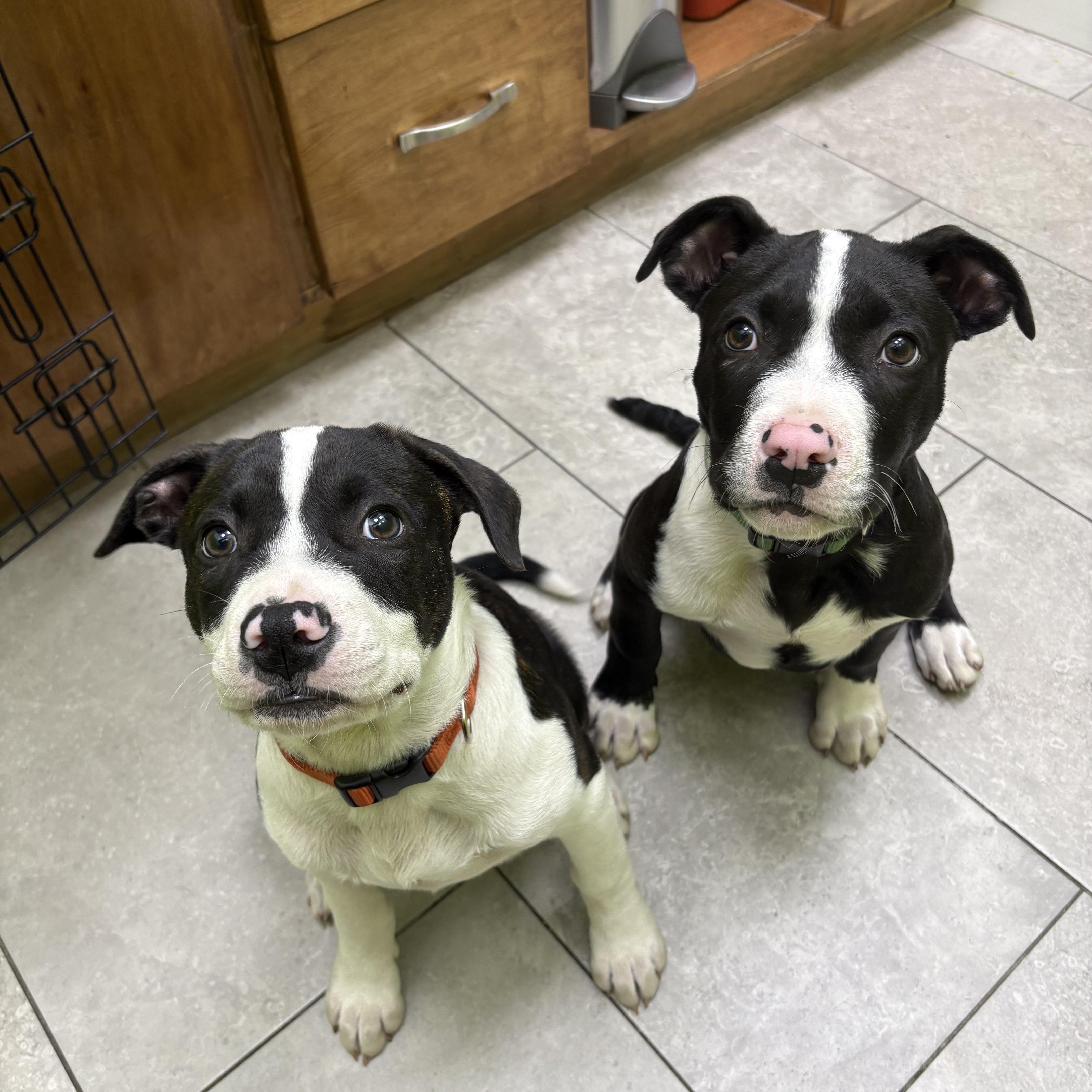 Enlarge Dale, an adopted Pit Bull Terrier in Berkeley, CA image 3/5