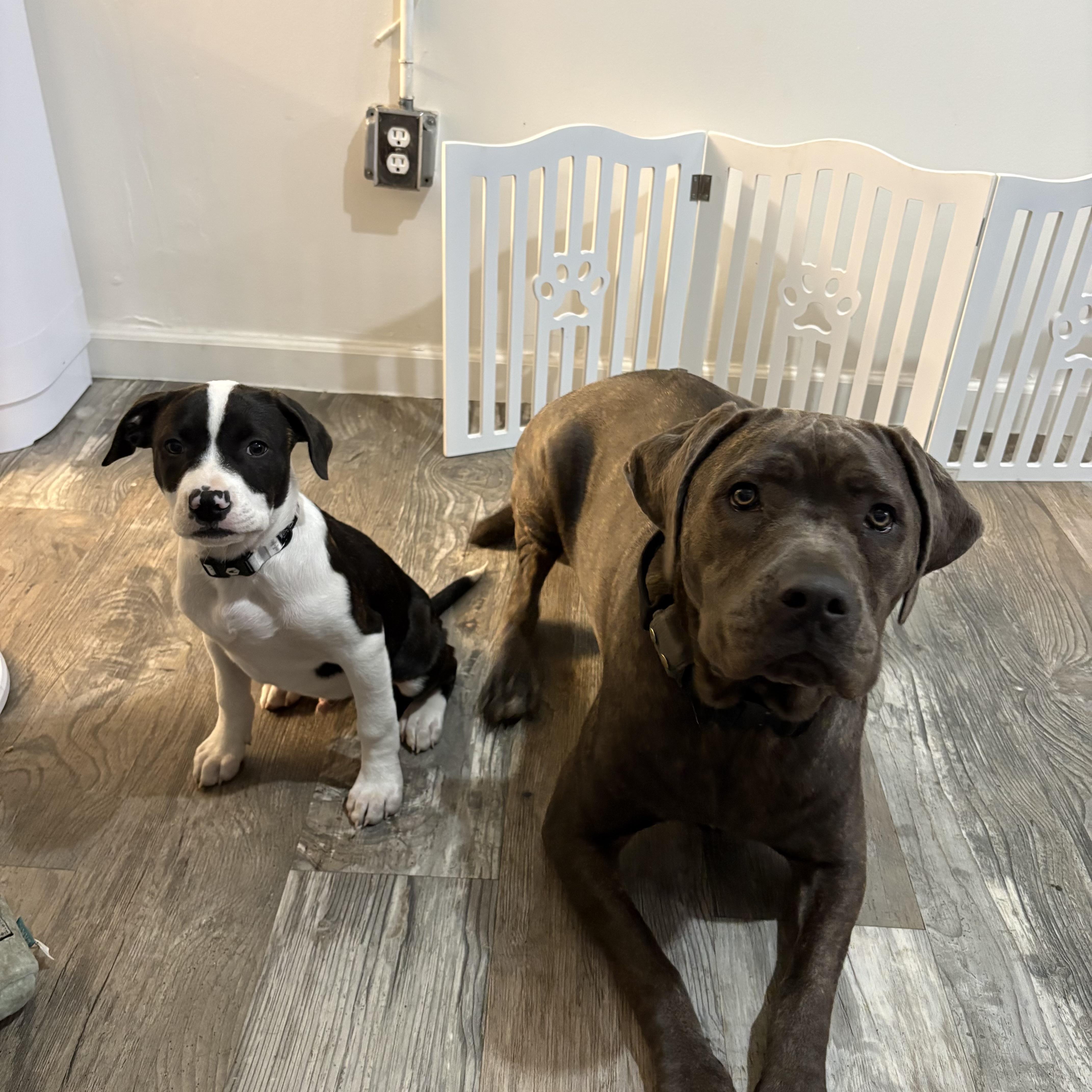 Enlarge Dale, an adopted Pit Bull Terrier in Berkeley, CA image 4/5