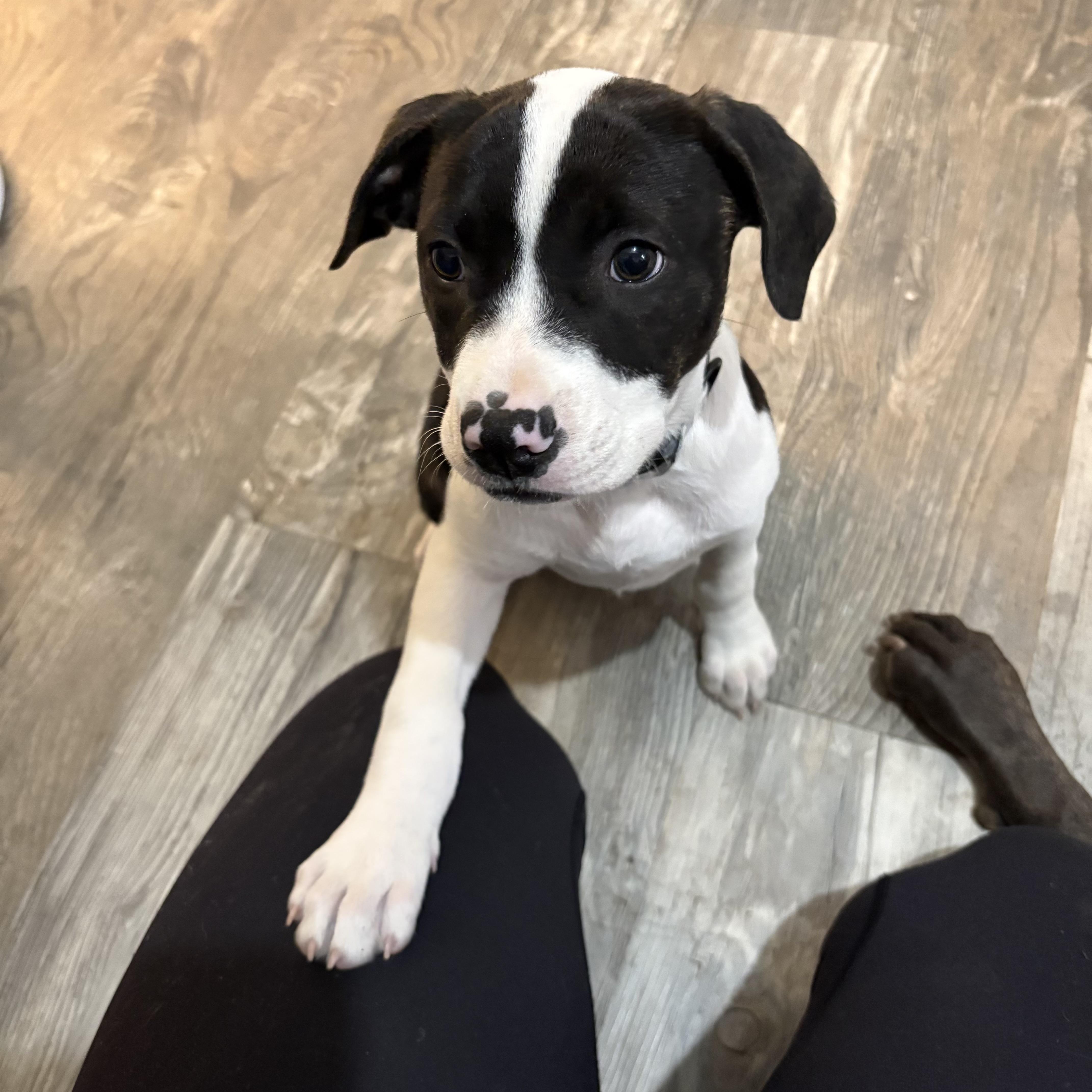 Enlarge Dale, an adopted Pit Bull Terrier in Berkeley, CA image 2/5