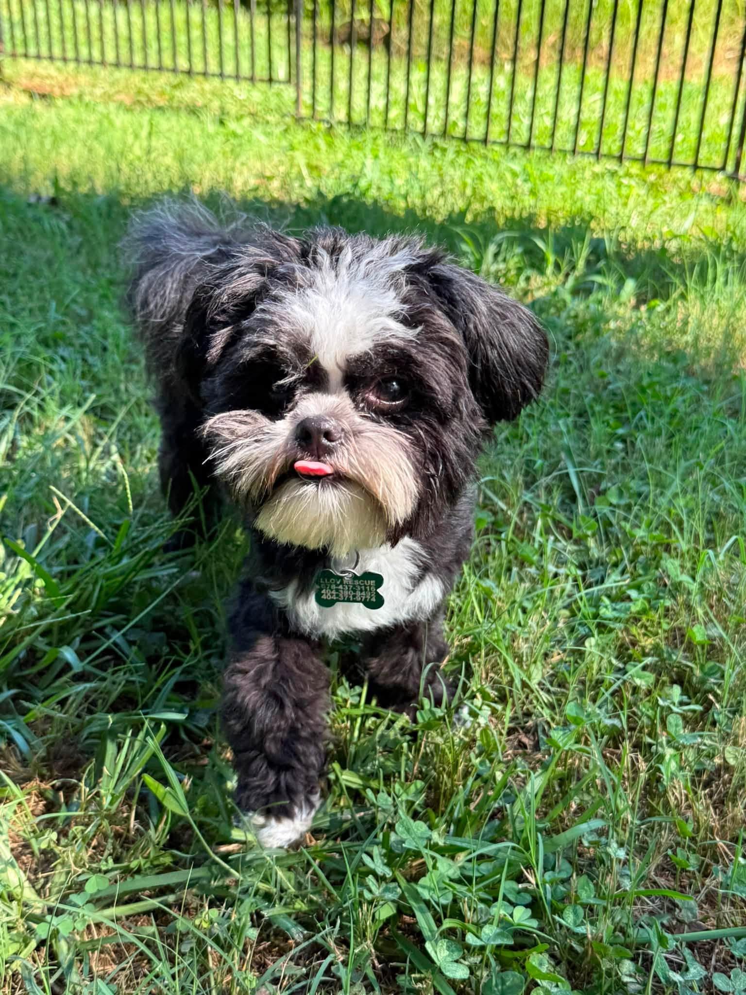 Enlarge Monty, a Adoptable mixed breed in East Point, GA image 6/6