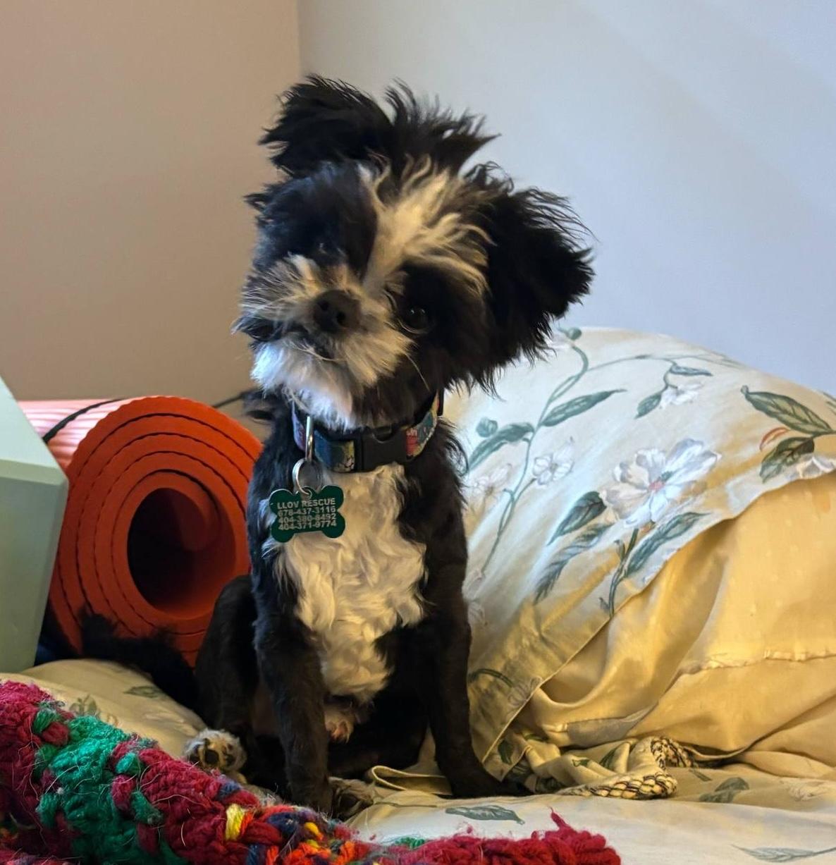 Enlarge Monty, a ADOPTABLE mixed breed in East Point, GA image 1/3