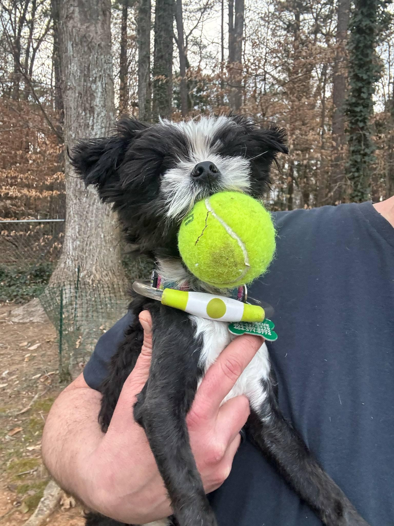 Enlarge Monty, a ADOPTABLE mixed breed in East Point, GA image 3/3
