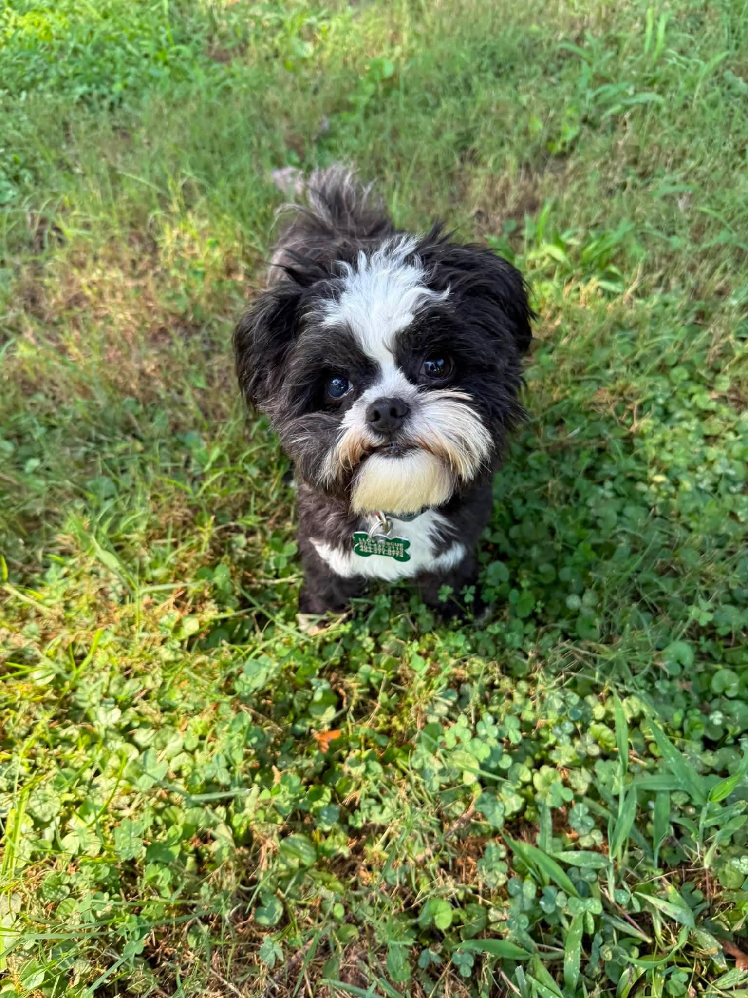 Enlarge Monty, a Adoptable mixed breed in East Point, GA image 5/6