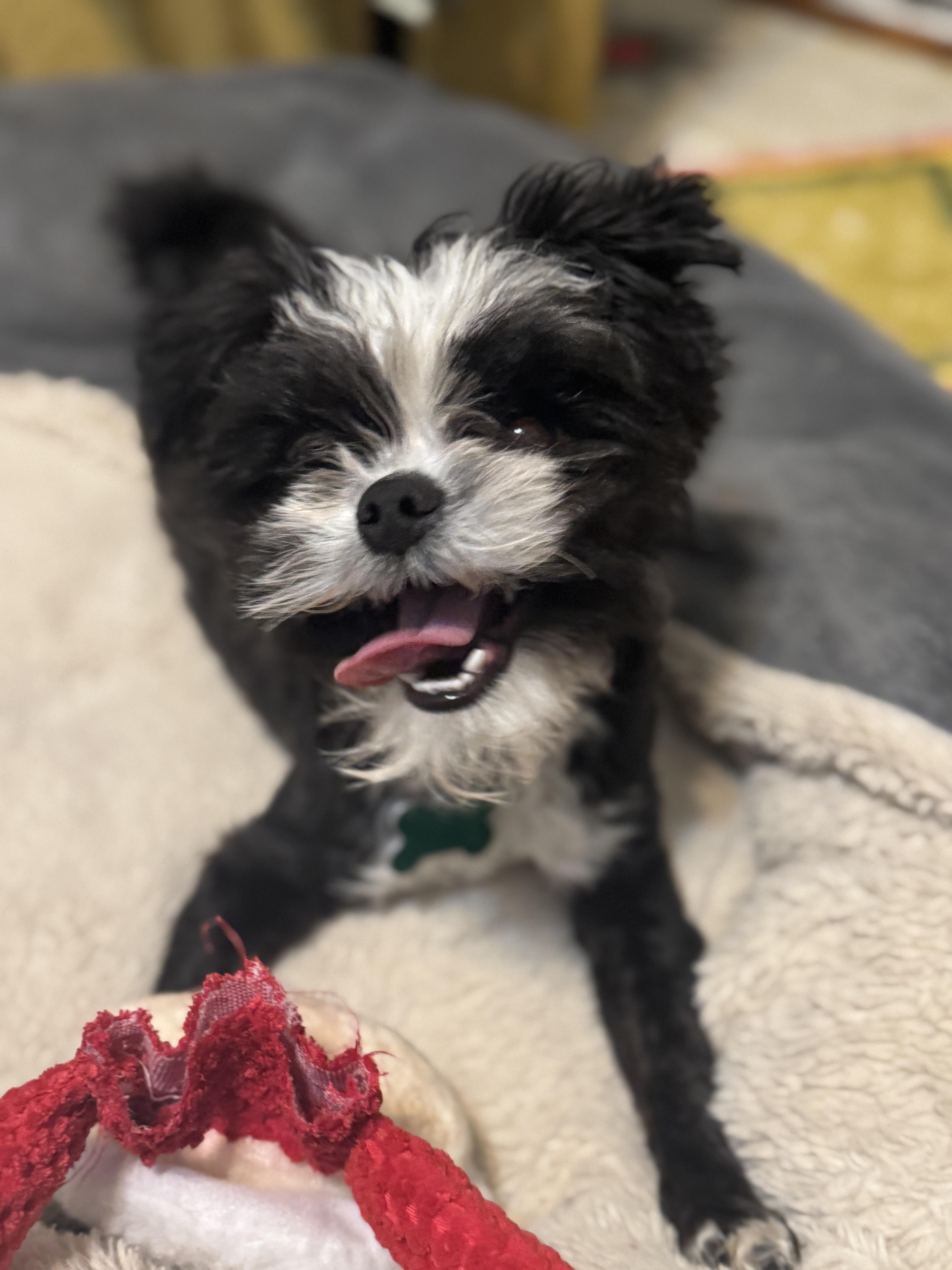 Enlarge Monty, an adoptable mixed breed in East Point, GA image 5/6