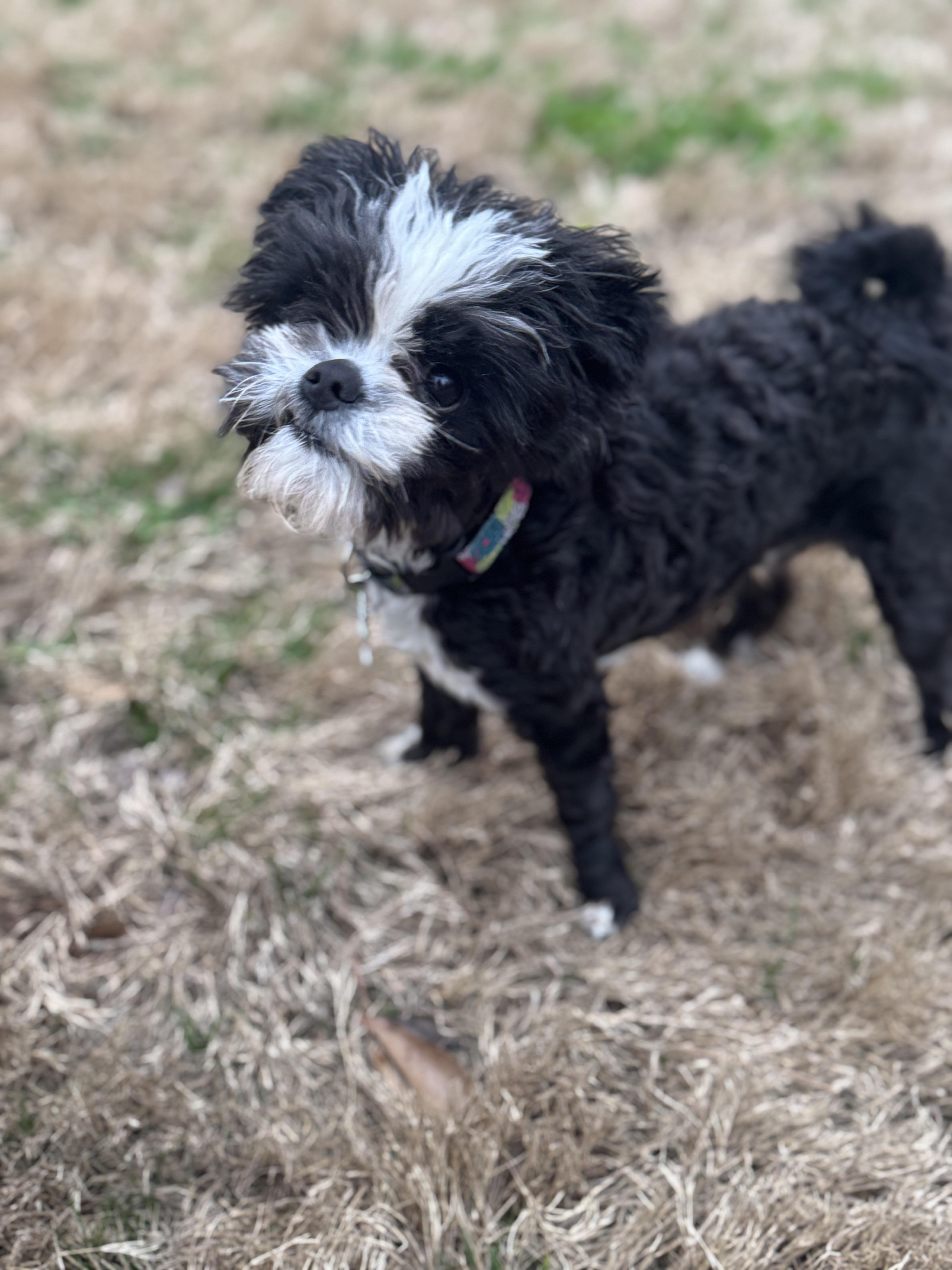 Monty, ADOPTABLE, Young Male Shih Tzu.
