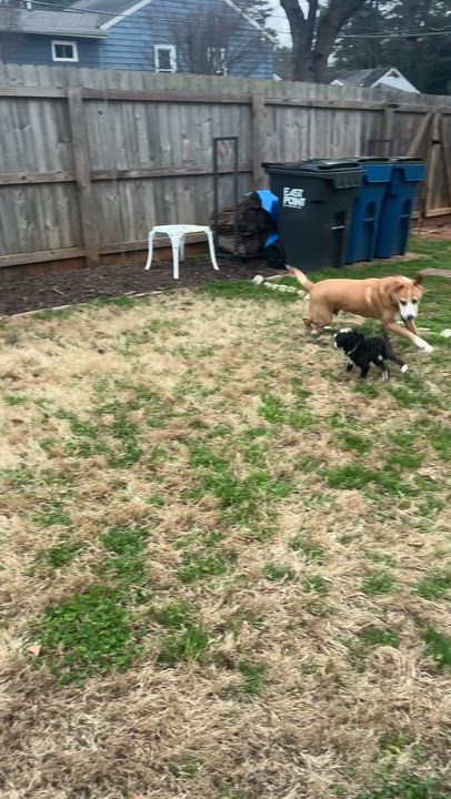 Enlarge Monty, an adoptable mixed breed in East Point, GA video 6/6