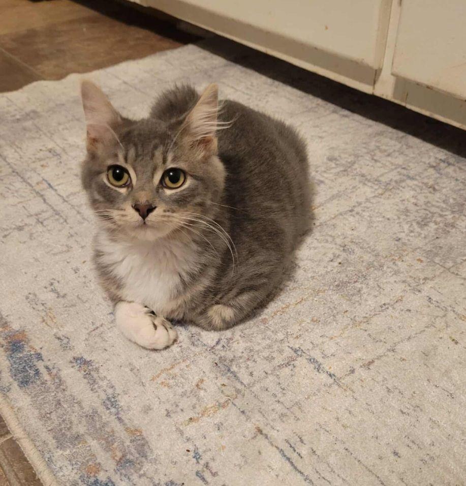 Enlarge Tator Tot, a Adoptable Domestic Medium Hair in LaPlace, LA image 1/5