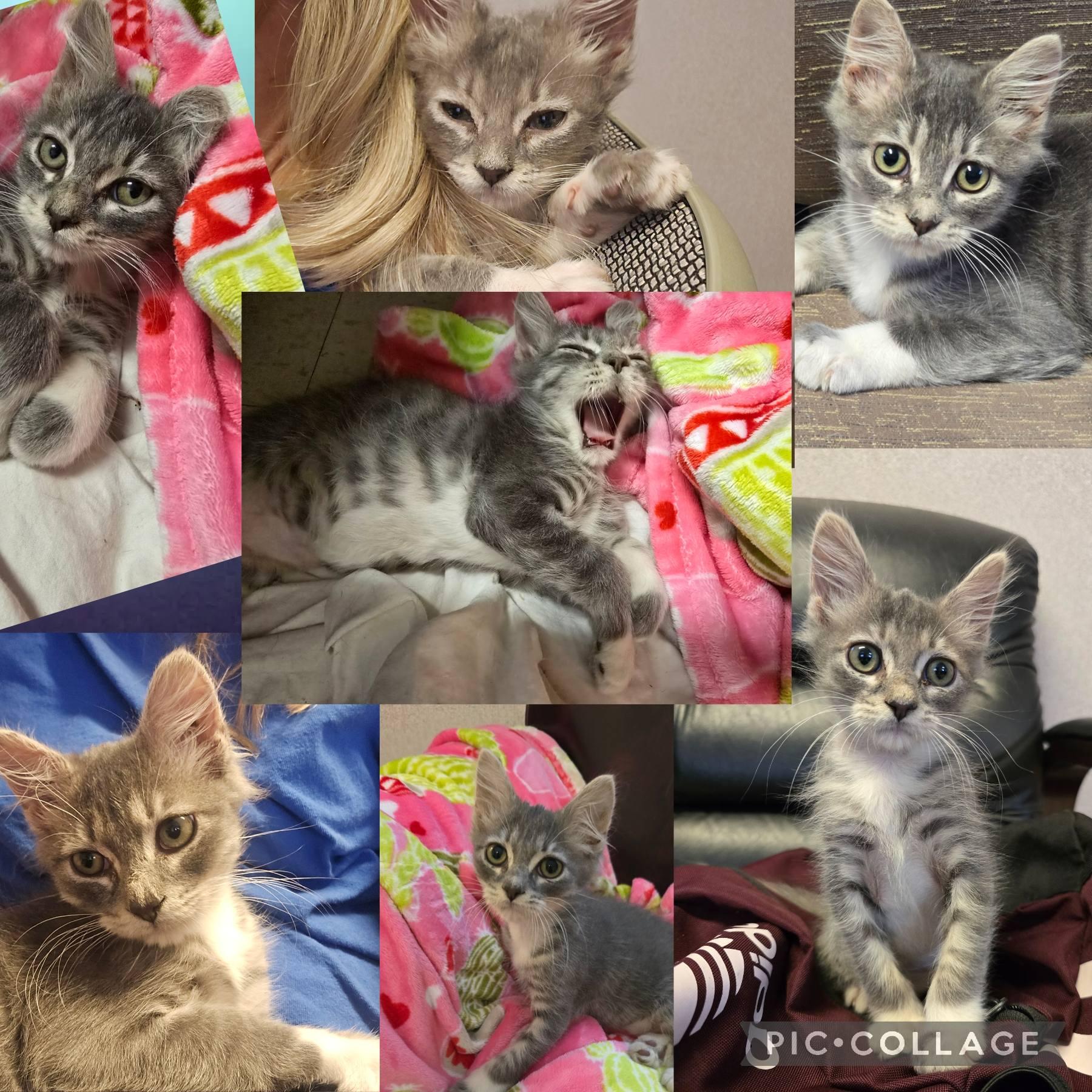 Enlarge Tator Tot, a Adoptable Domestic Medium Hair in LaPlace, LA image 2/5