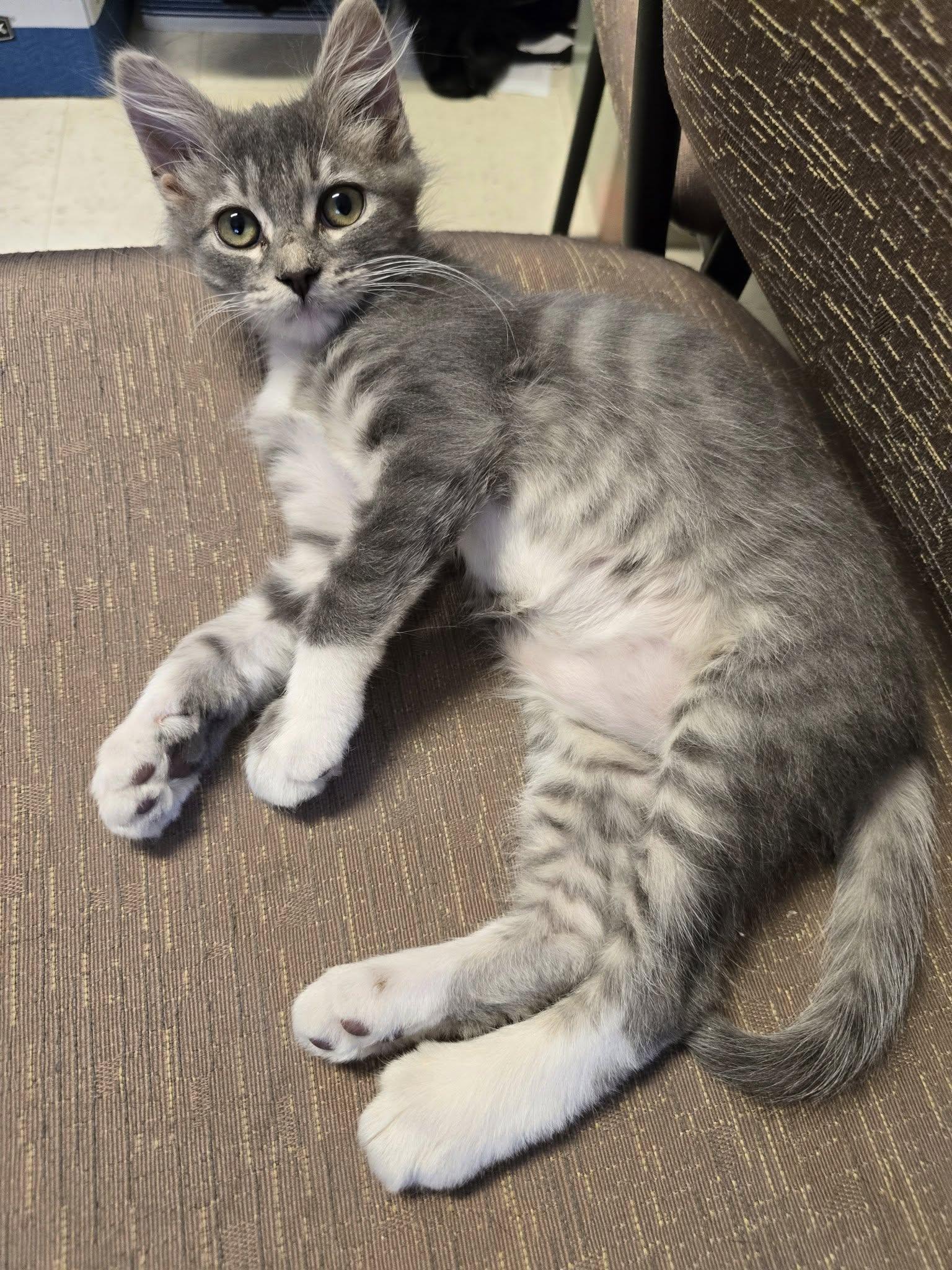 Enlarge Tator Tot, a Adoptable Domestic Medium Hair in LaPlace, LA image 3/5