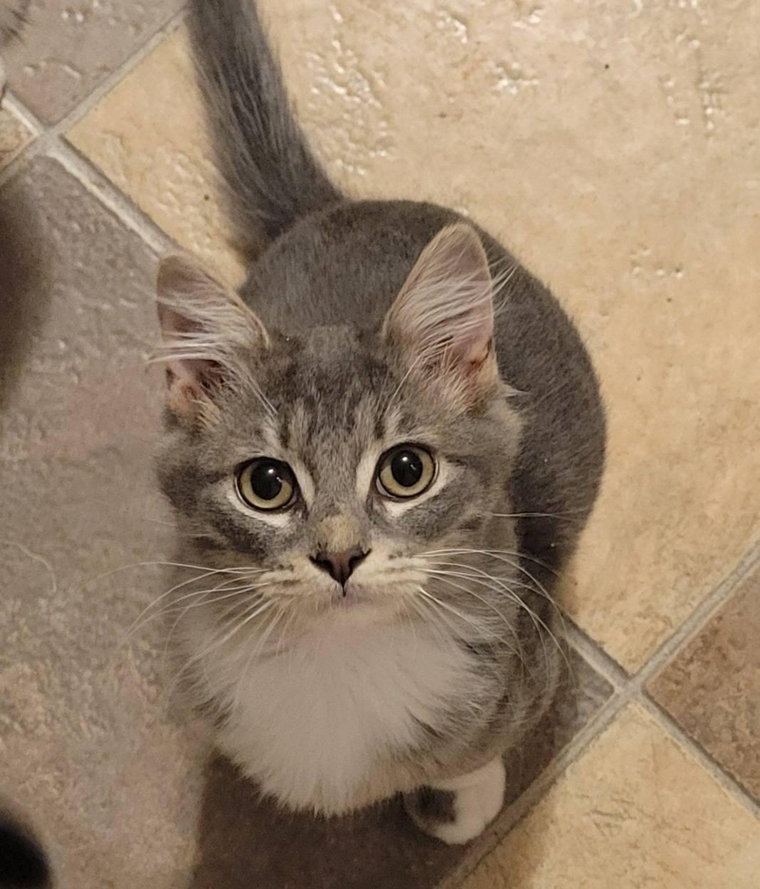 Enlarge Tator Tot, a Adoptable Domestic Medium Hair in LaPlace, LA image 4/5