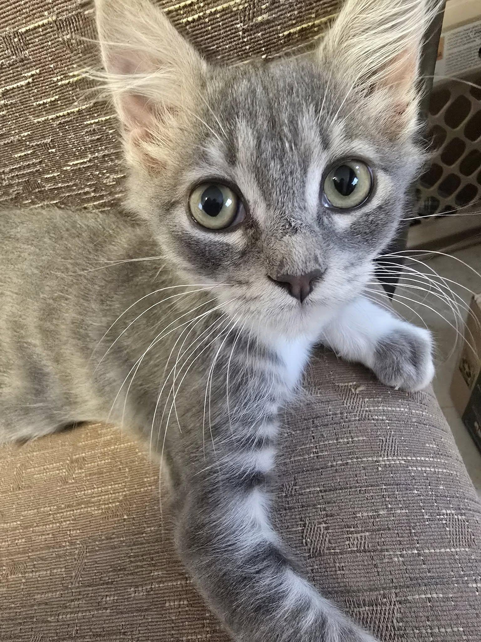 Enlarge Tator Tot, a Adoptable Domestic Medium Hair in LaPlace, LA image 5/5