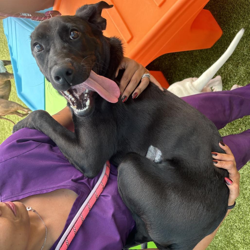 Maya, Adoptable, Young Female Black Labrador Retriever.