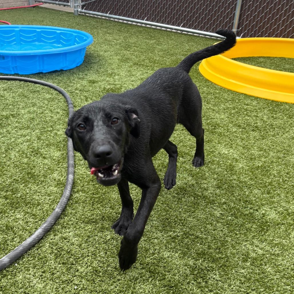 Enlarge Maya, a Adoptable Black Labrador Retriever in Morganton, NC image 2/6