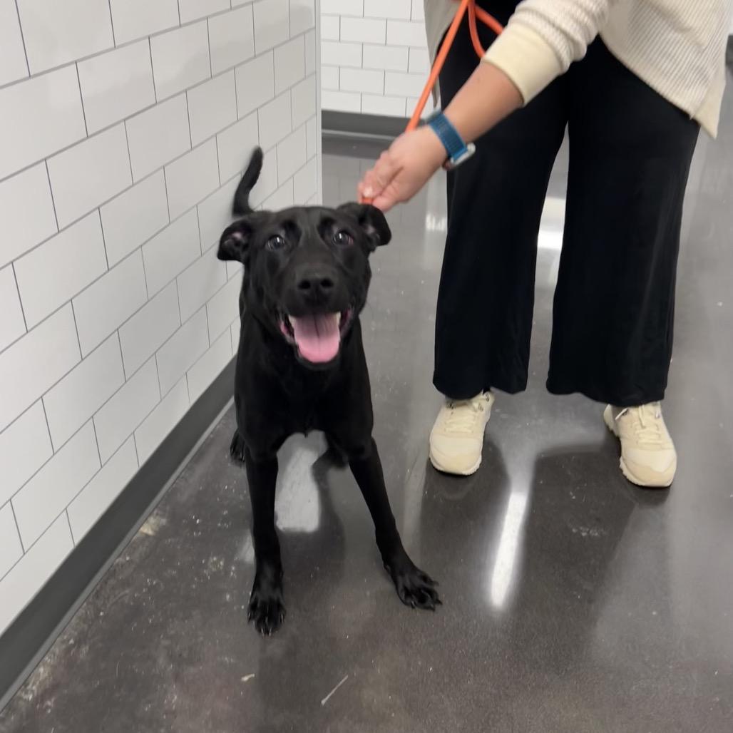 Enlarge Maya, a Adoptable Black Labrador Retriever in Morganton, NC image 3/6