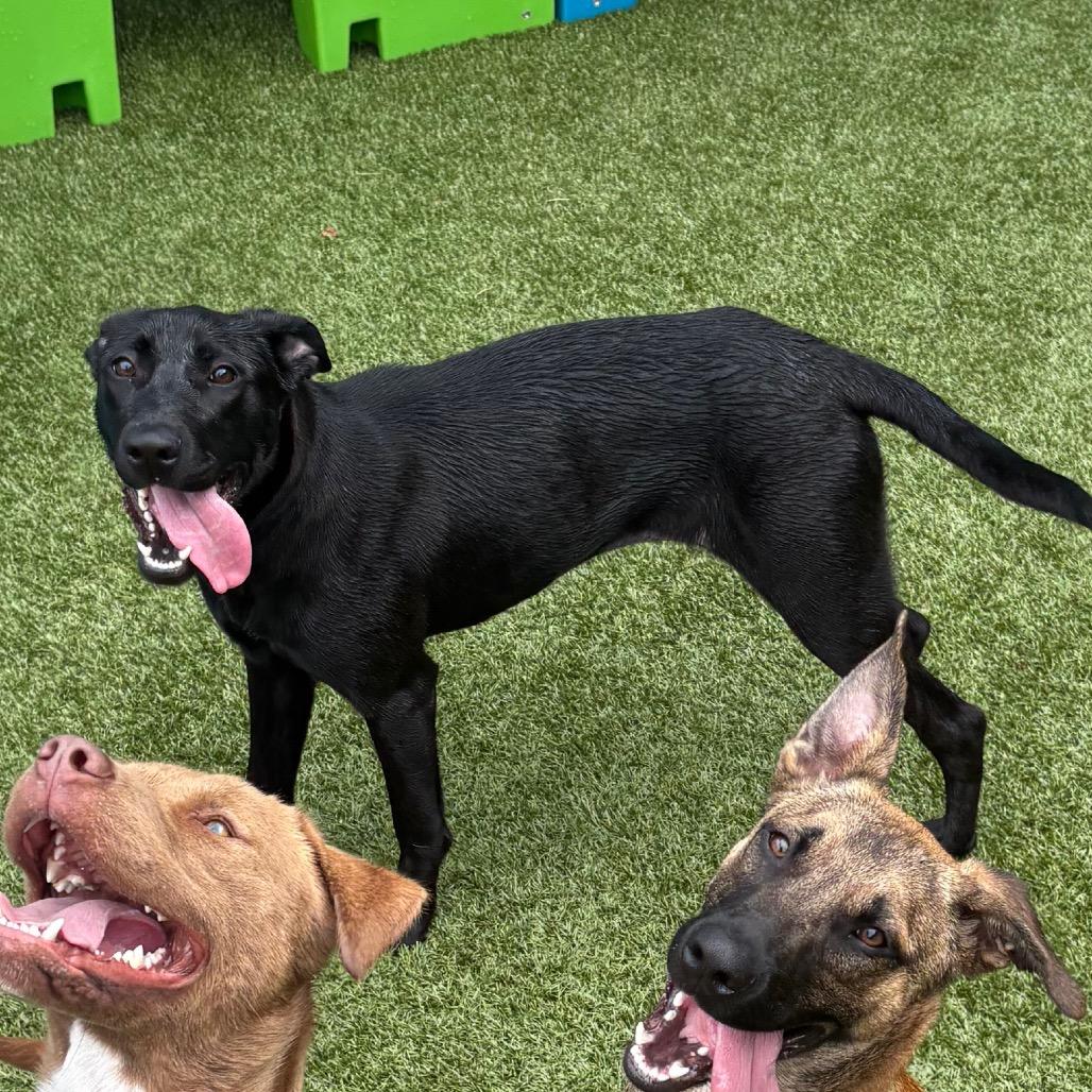 Enlarge Maya, a Adoptable Black Labrador Retriever in Morganton, NC image 4/6