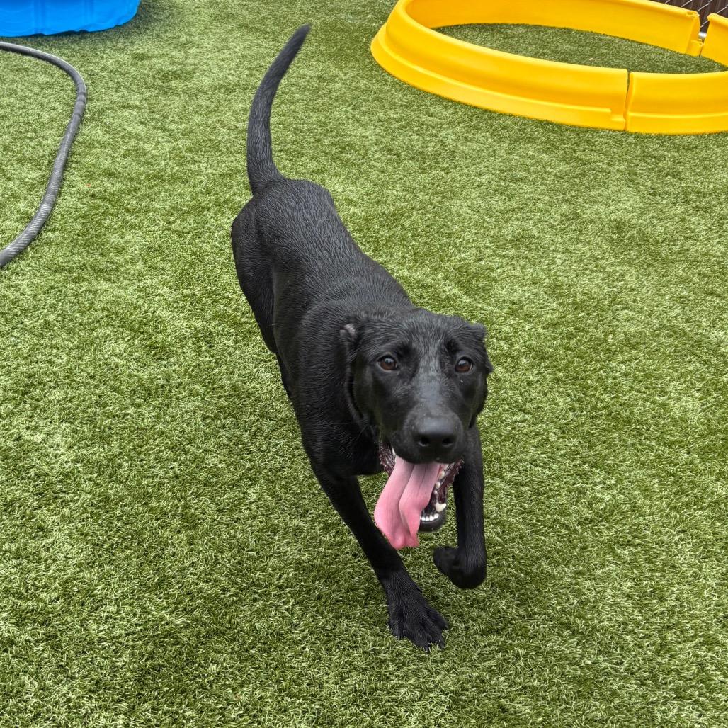 Enlarge Maya, a Adoptable Black Labrador Retriever in Morganton, NC image 5/6