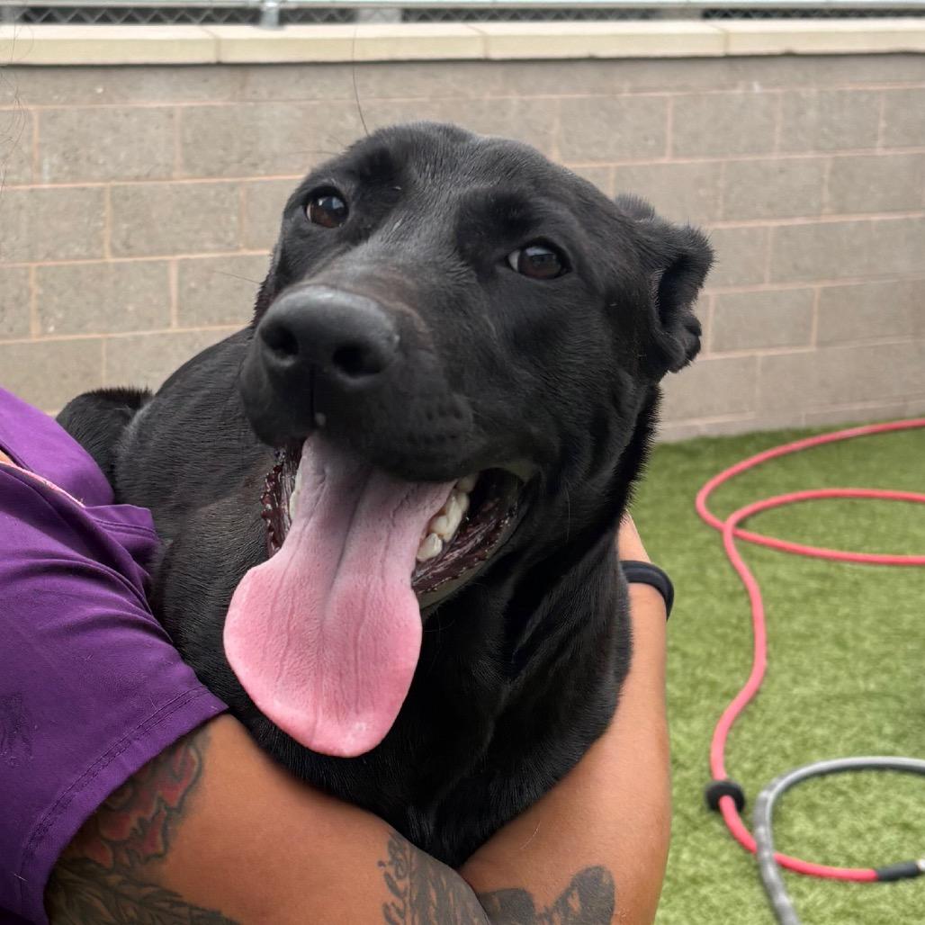 Enlarge Maya, a Adoptable Black Labrador Retriever in Morganton, NC image 6/6