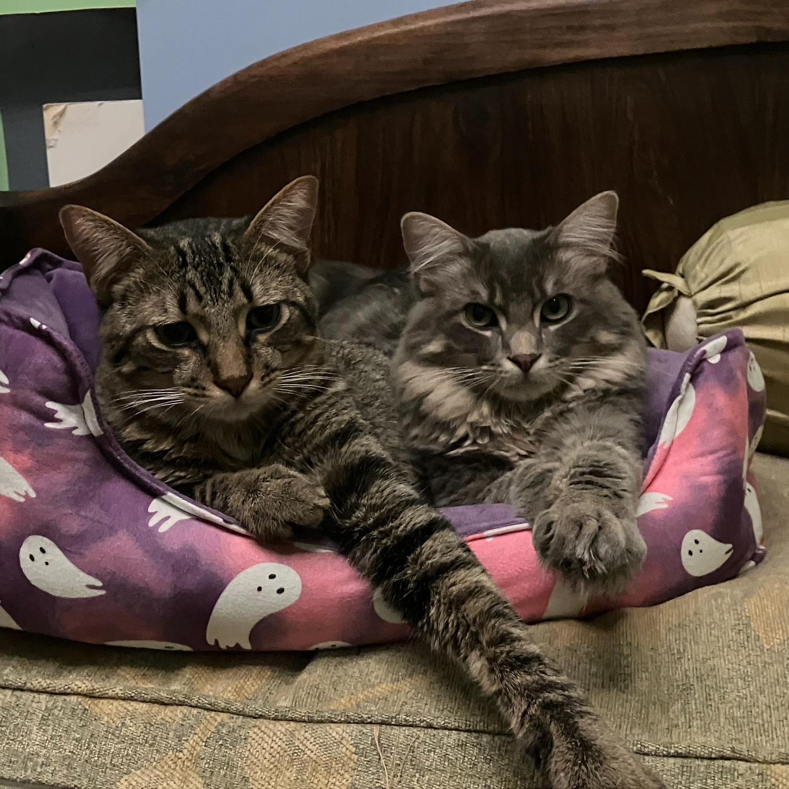 Toby & Fonzy - Bonded Brother Teenagers, ADOPTABLE, Kitten Male Domestic Long Hair.