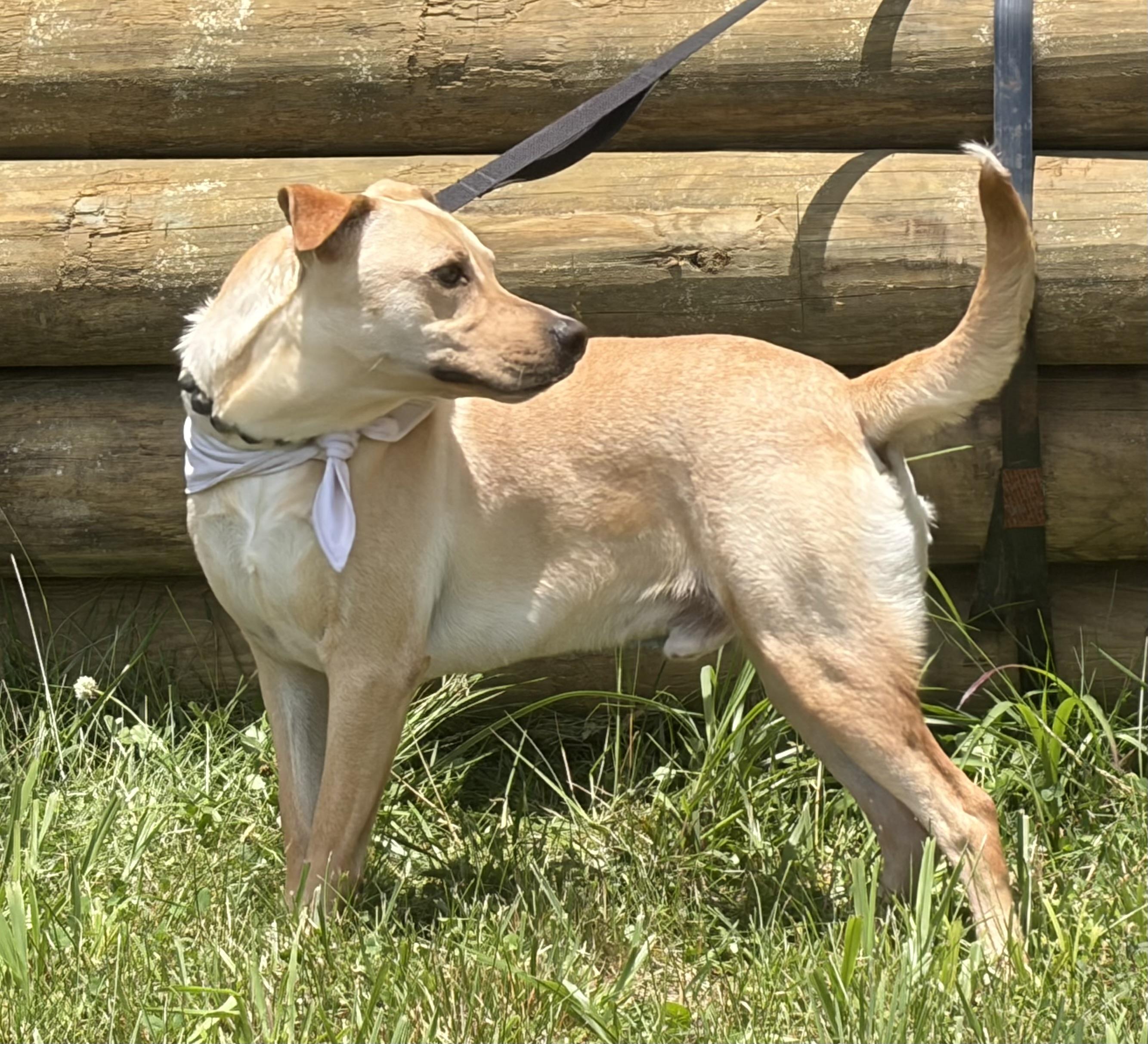 Hayden, a ADOPTABLE mixed breed in Warrenton, VA image 3/6
