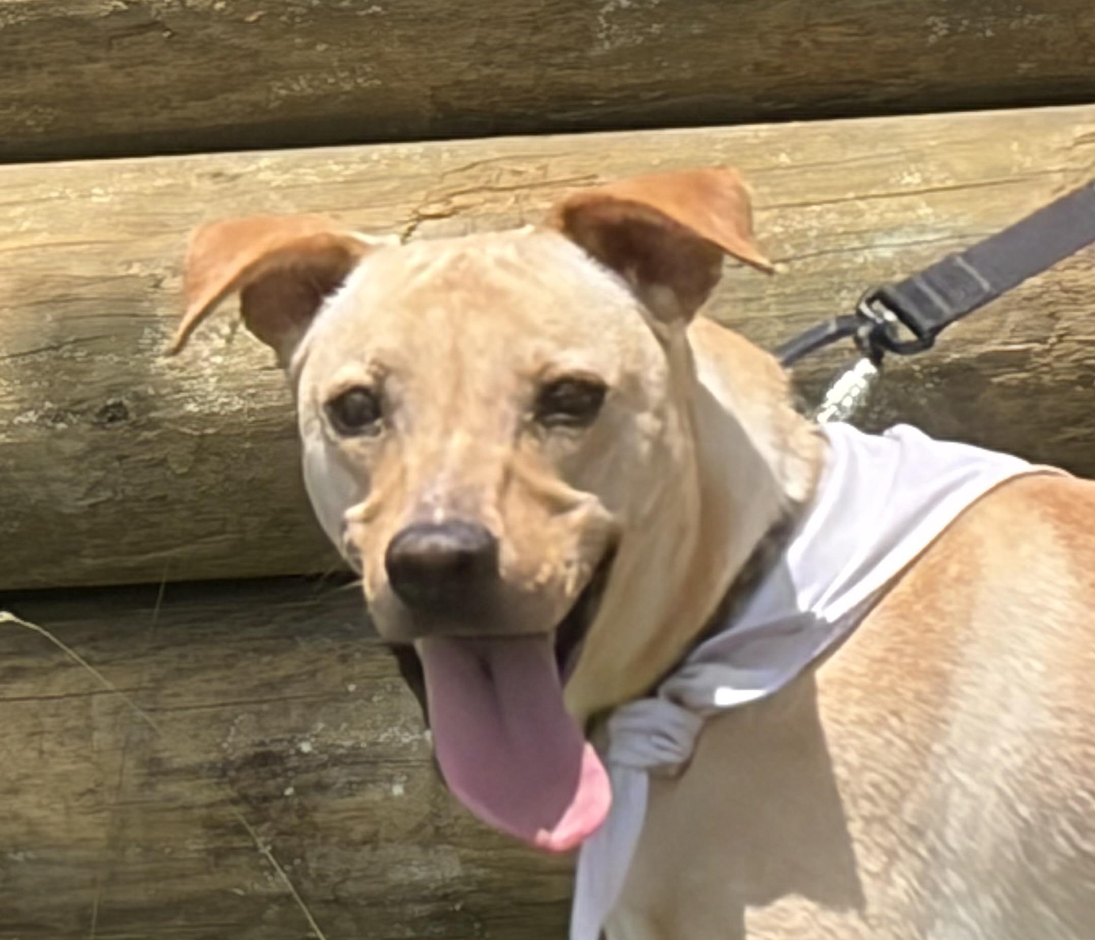 Hayden, a ADOPTABLE mixed breed in Warrenton, VA image 6/6