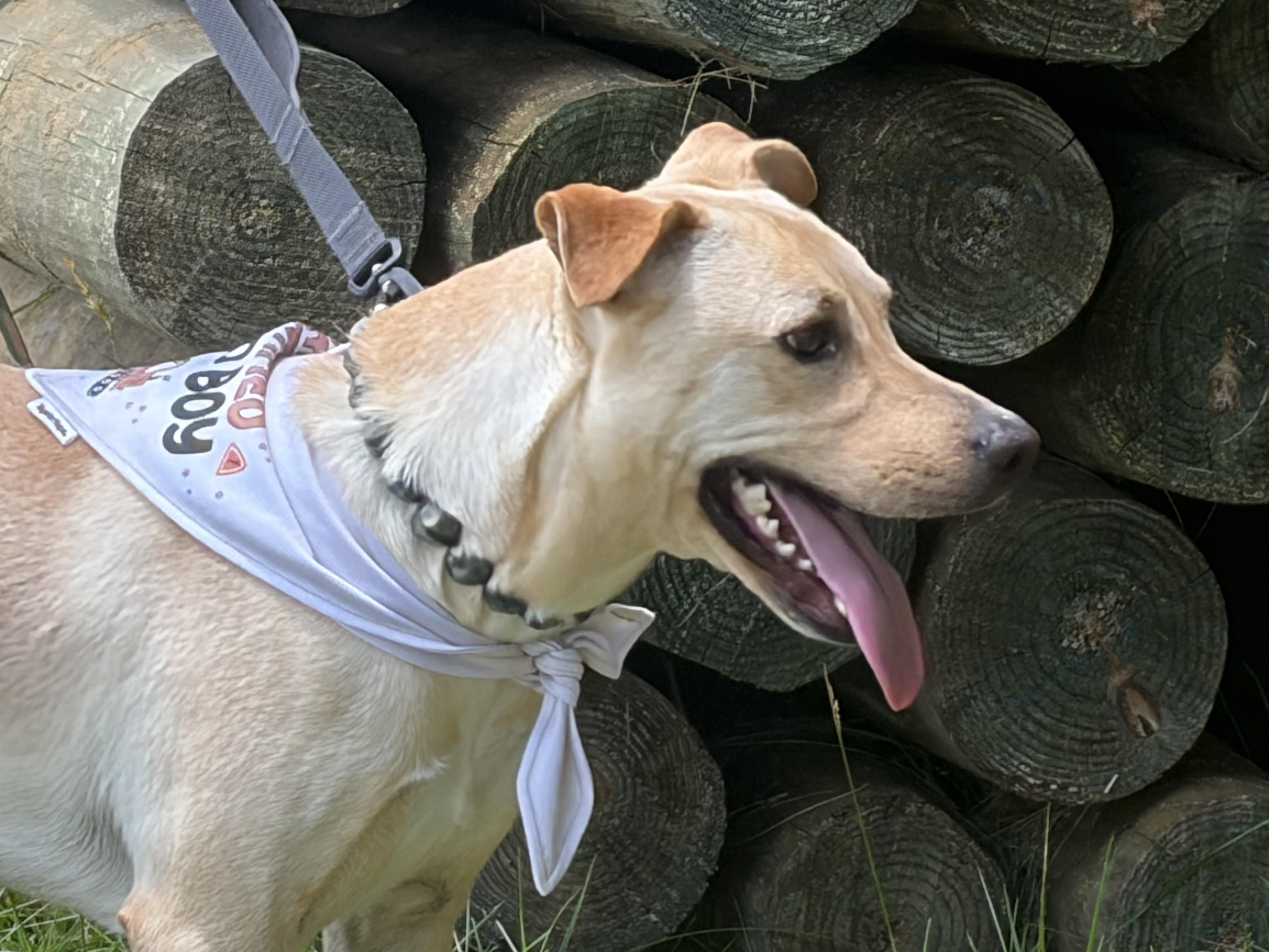Hayden, a ADOPTABLE mixed breed in Warrenton, VA image 1/6