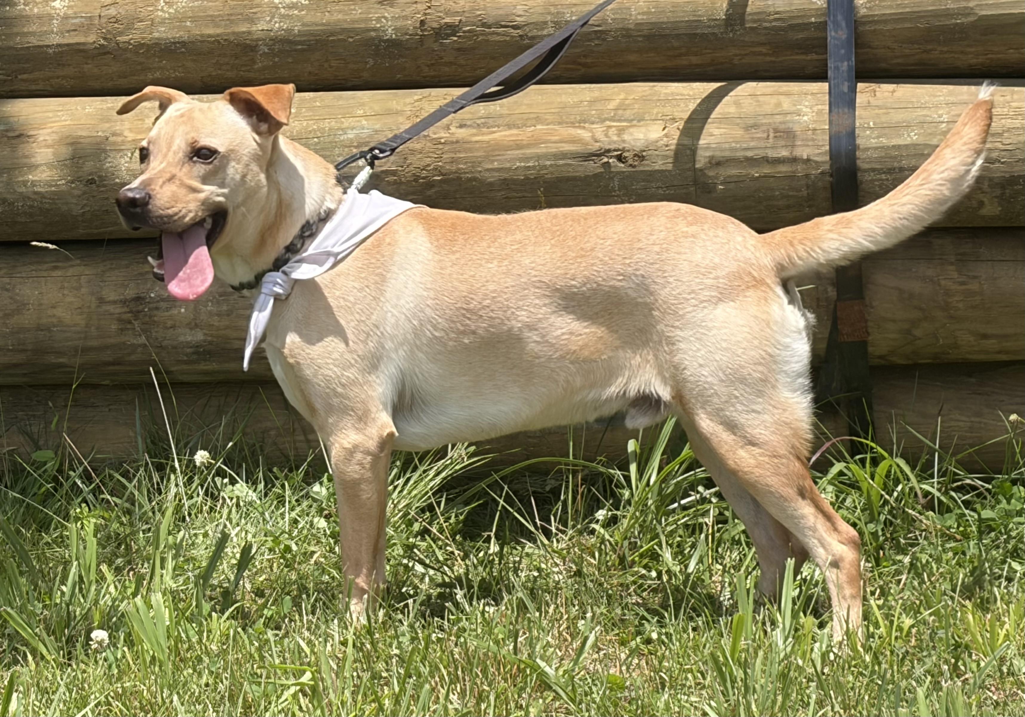 Hayden, a ADOPTABLE mixed breed in Warrenton, VA image 5/6
