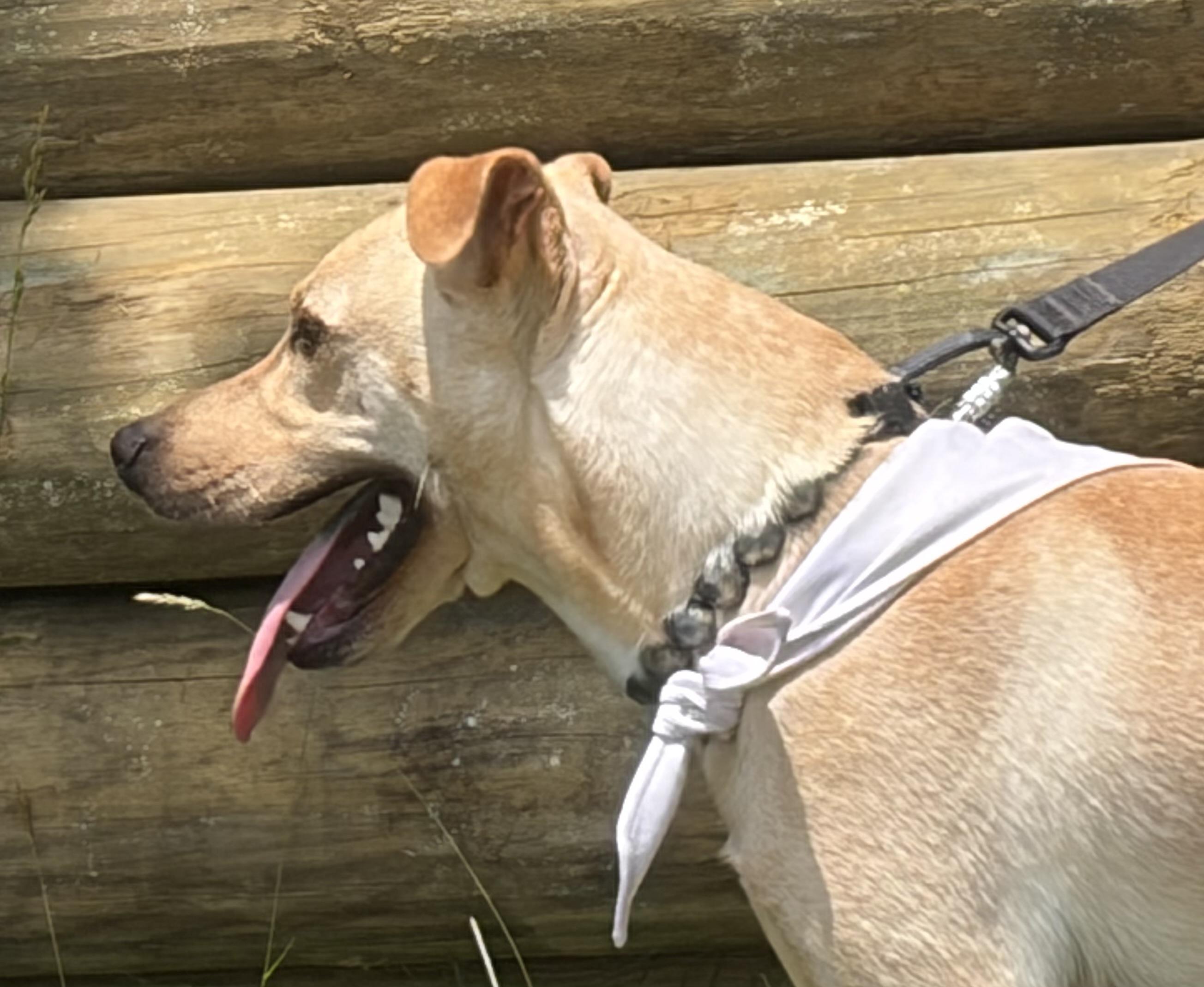Hayden, a ADOPTABLE mixed breed in Warrenton, VA image 2/6