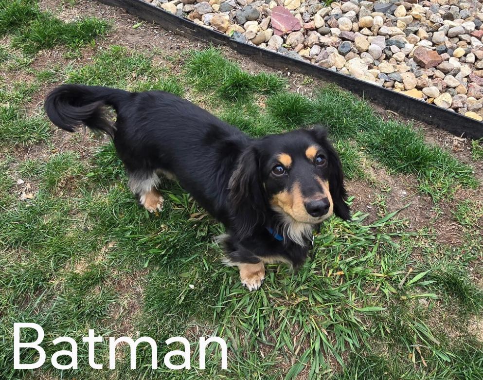 Batman and Joker, Adopted, Adult Male Dachshund.