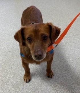 Enlarge Oliver, a Adoptable mixed breed in Pasco, WA image 2/5