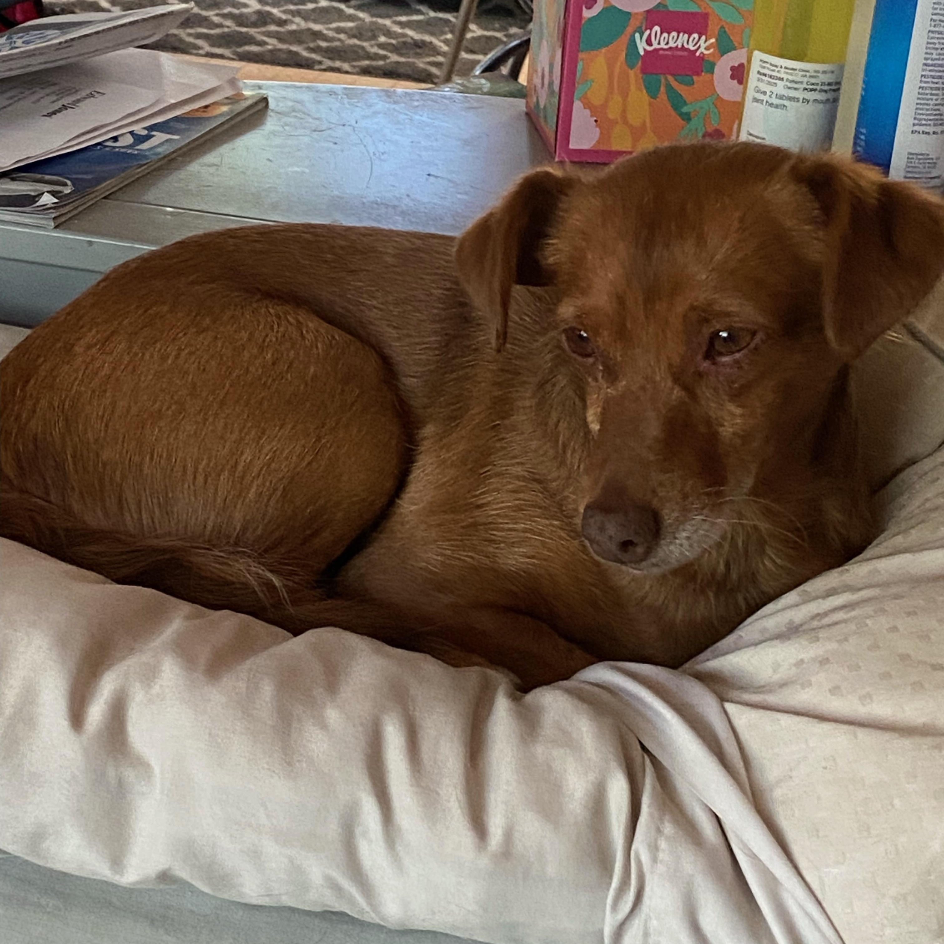 Oliver, an adoptable Terrier, Dachshund (Long Haired) in Pasco, WA, 99301 | Photo Image 3