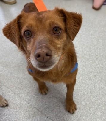 Oliver, Adoptable, Adult Male Terrier & Dachshund (Long Haired).