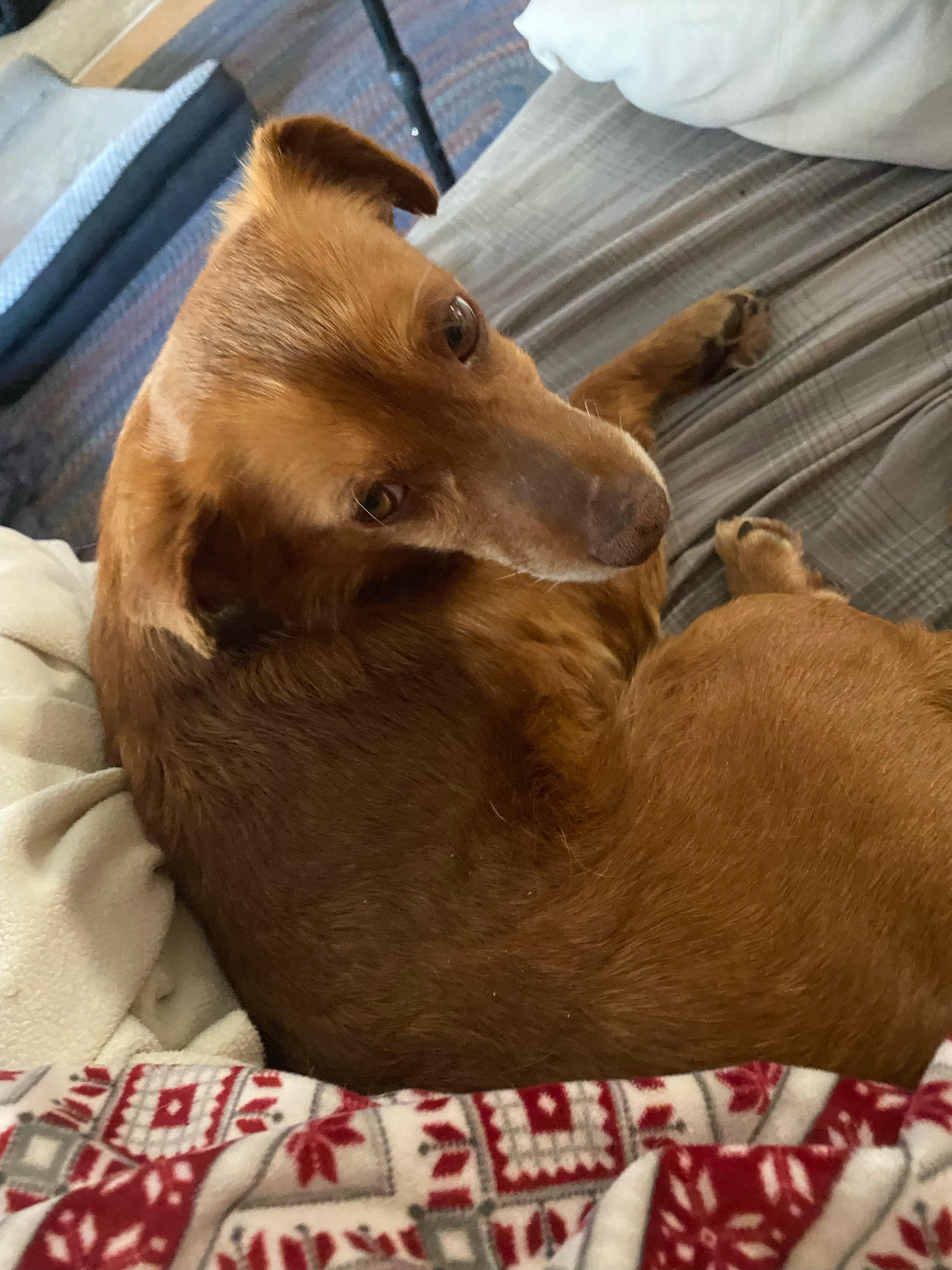 Oliver, an adoptable Terrier, Dachshund (Long Haired) in Pasco, WA, 99301 | Photo Image 4