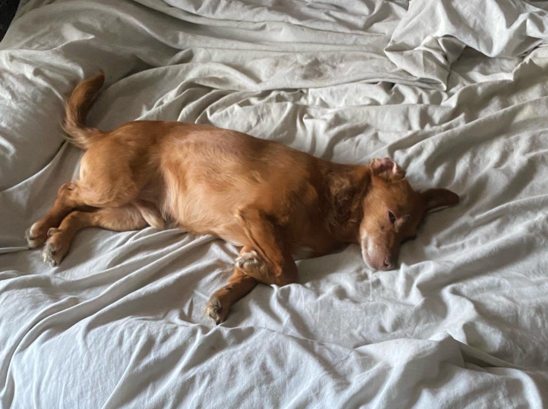 Enlarge Oliver, a Adoptable mixed breed in Pasco, WA image 5/5