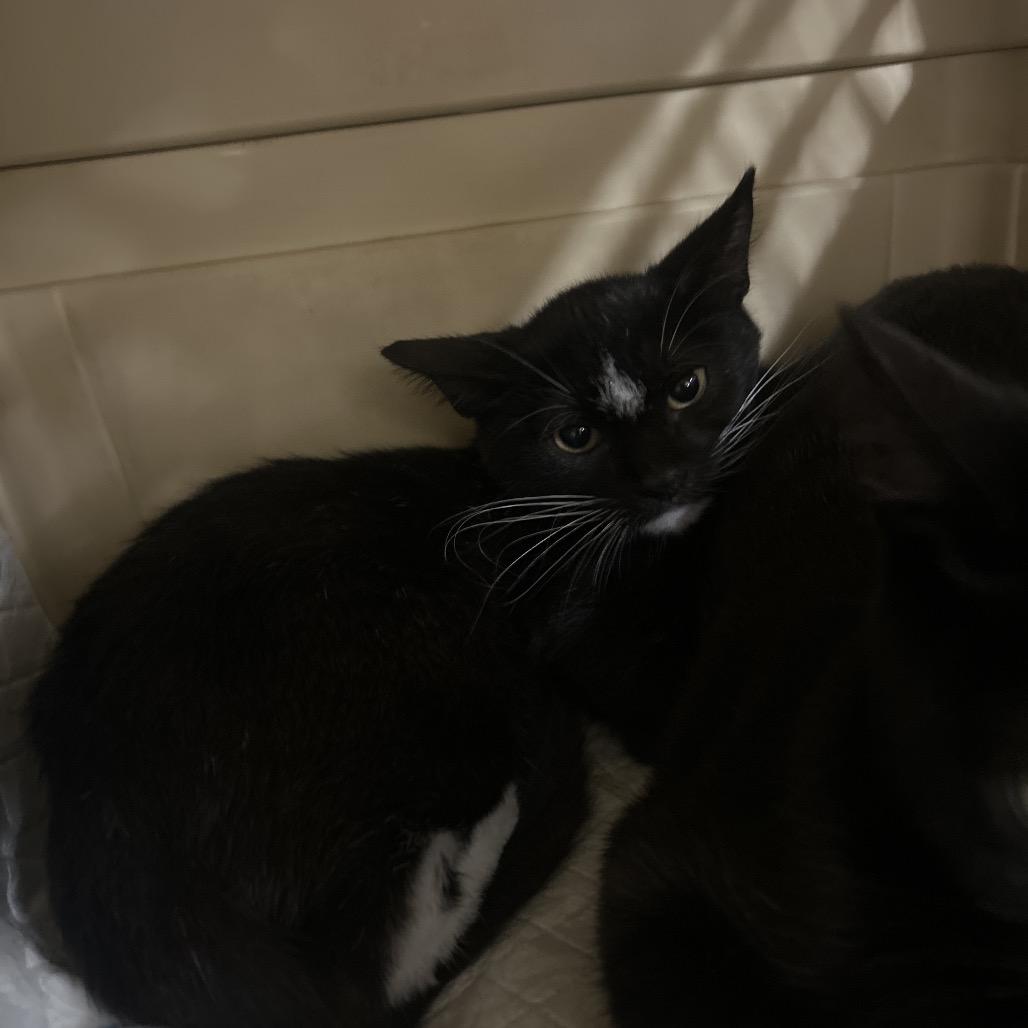 Hachi, Adoptable, Kitten Male Domestic Short Hair.