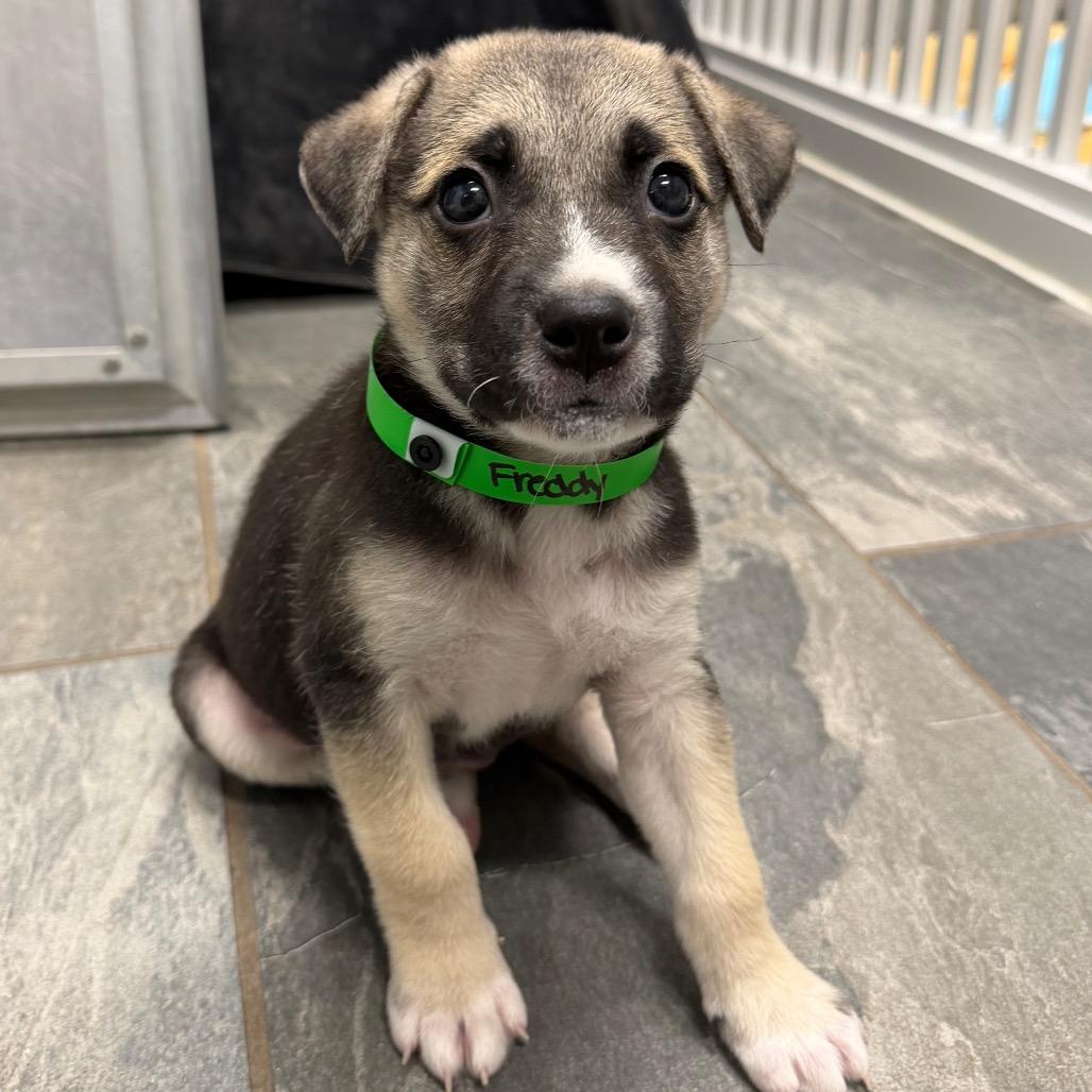 FREDDY, Adoptable, Puppy Male German Shepherd Dog & Mixed Breed.