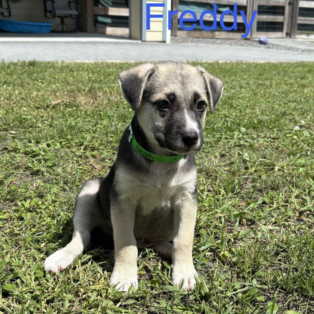 Enlarge FREDDY, a Adoptable mixed breed in Wellington, FL image 2/3