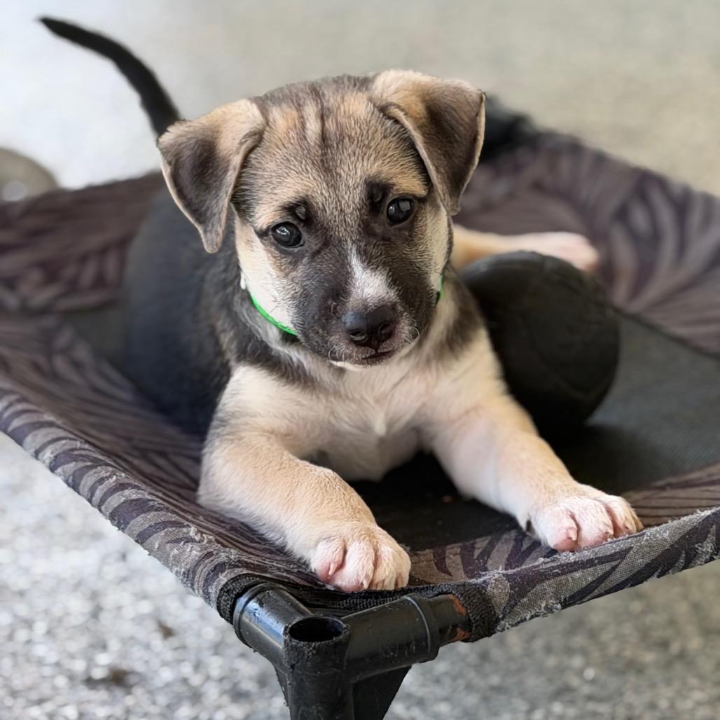 Enlarge FREDDY, a Adoptable mixed breed in Wellington, FL image 3/3