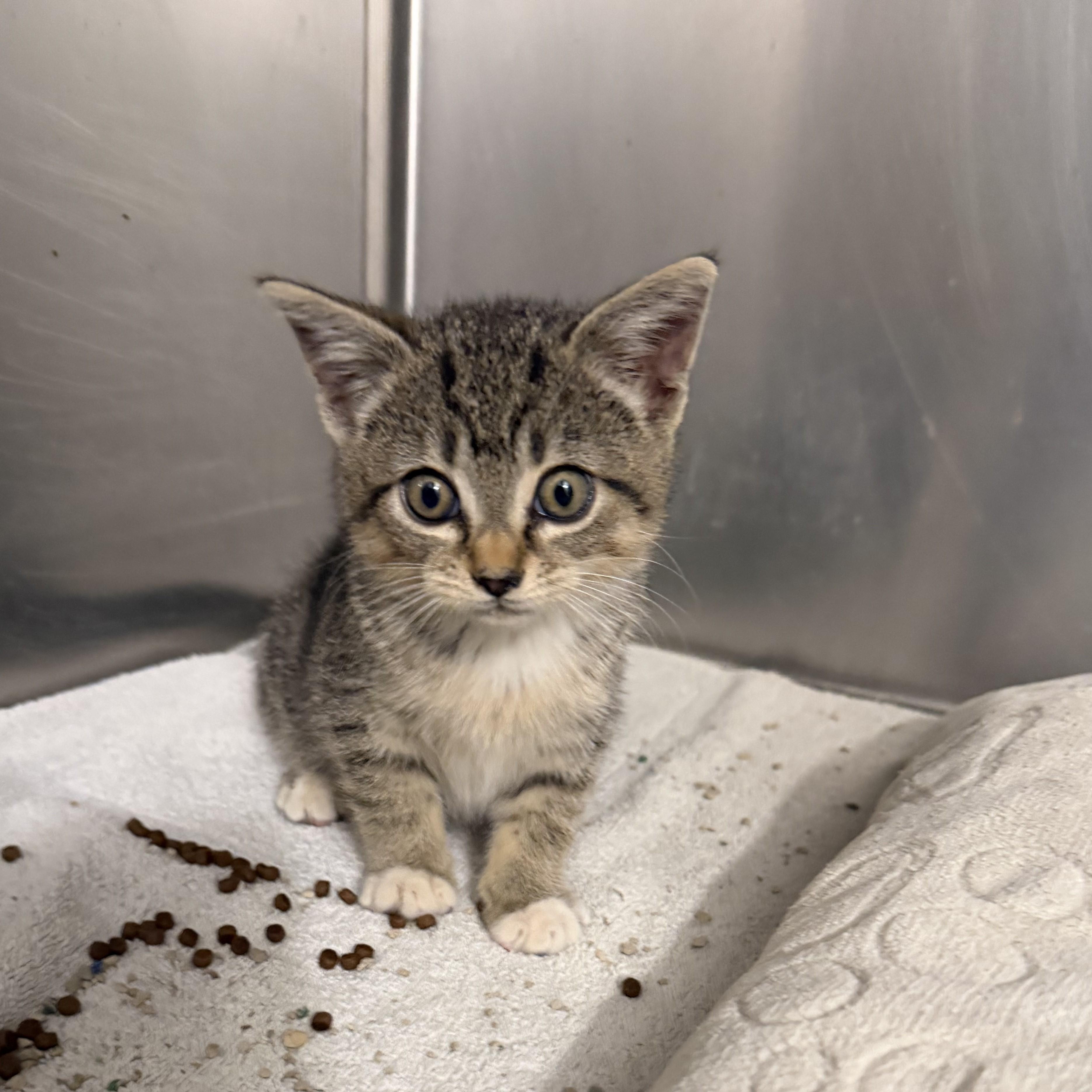 Enlarge KITTENS Coralline and Mavis -- MEET US AT VETERINARY MEDICAL CENTER, a Adoptable Domestic Short Hair in Alpharetta, GA image 3/6