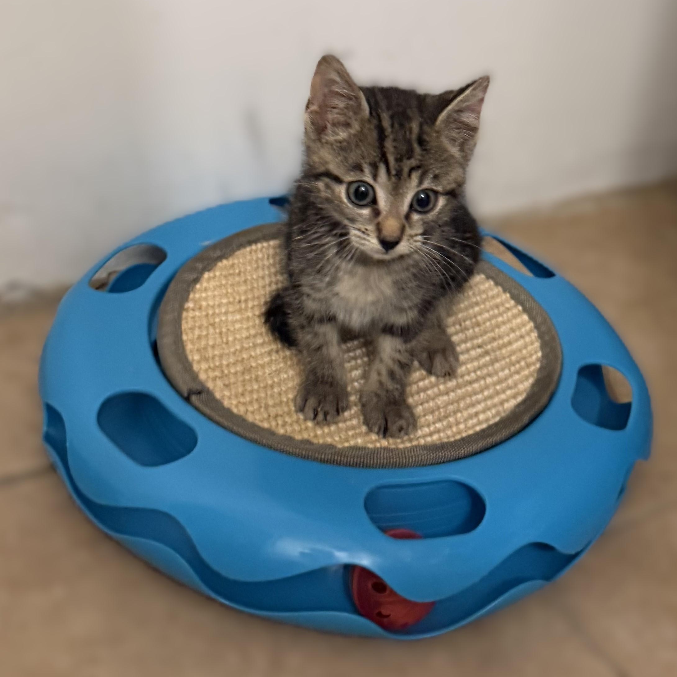 Enlarge KITTENS Coralline and Mavis -- MEET US AT VETERINARY MEDICAL CENTER, a Adoptable Domestic Short Hair in Alpharetta, GA image 5/6