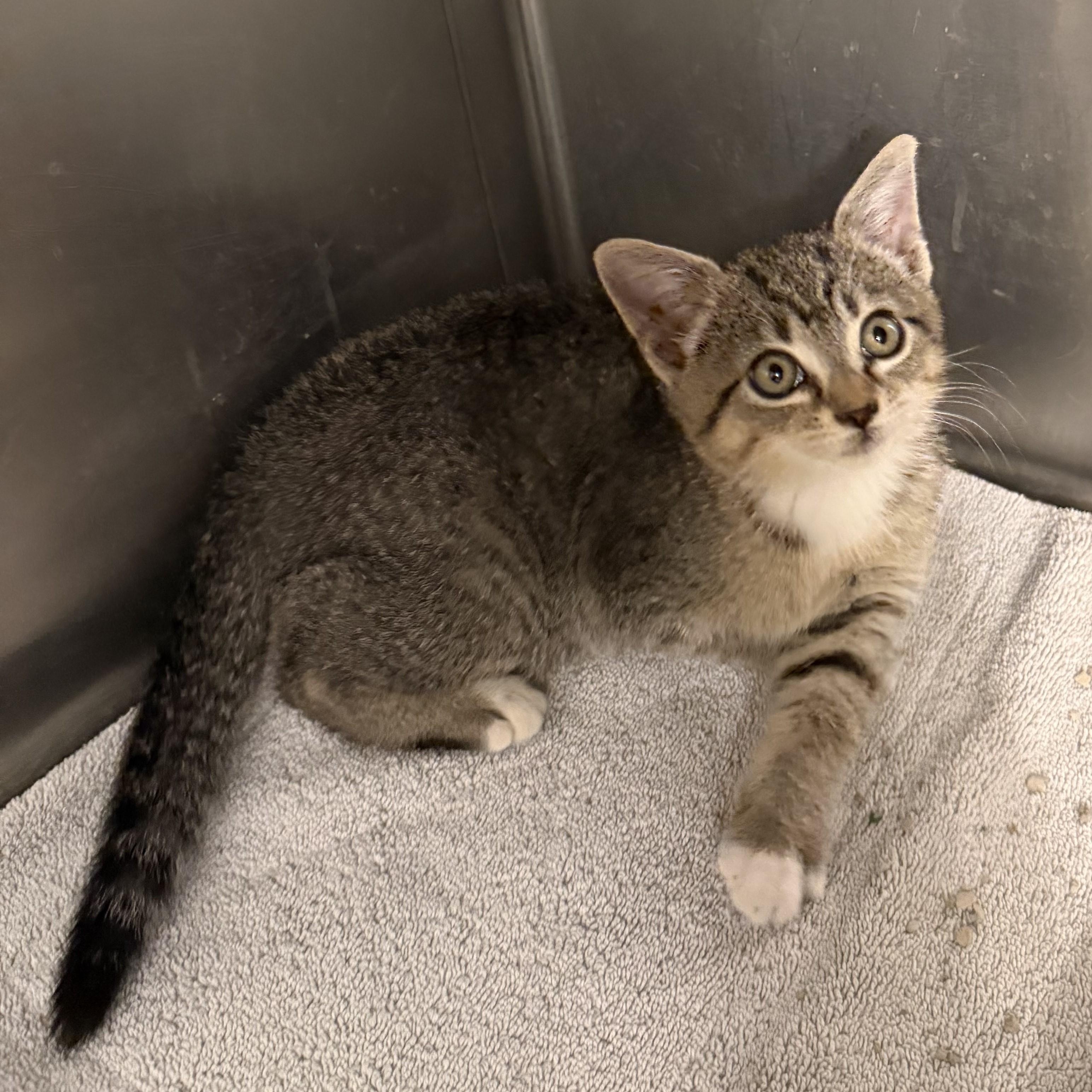 Enlarge KITTENS Coralline and Mavis -- MEET US AT VETERINARY MEDICAL CENTER, a Adoptable Domestic Short Hair in Alpharetta, GA image 2/6