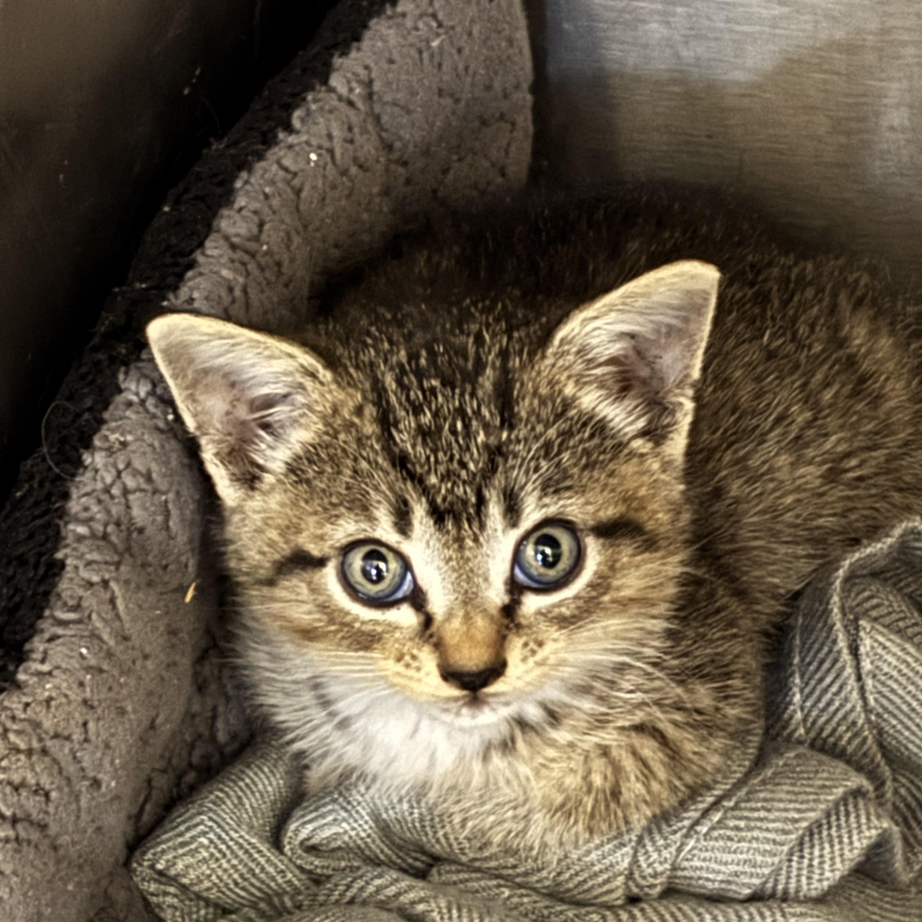 Enlarge KITTENS Coralline and Mavis -- MEET US AT VETERINARY MEDICAL CENTER, a Adoptable Domestic Short Hair in Alpharetta, GA image 6/6