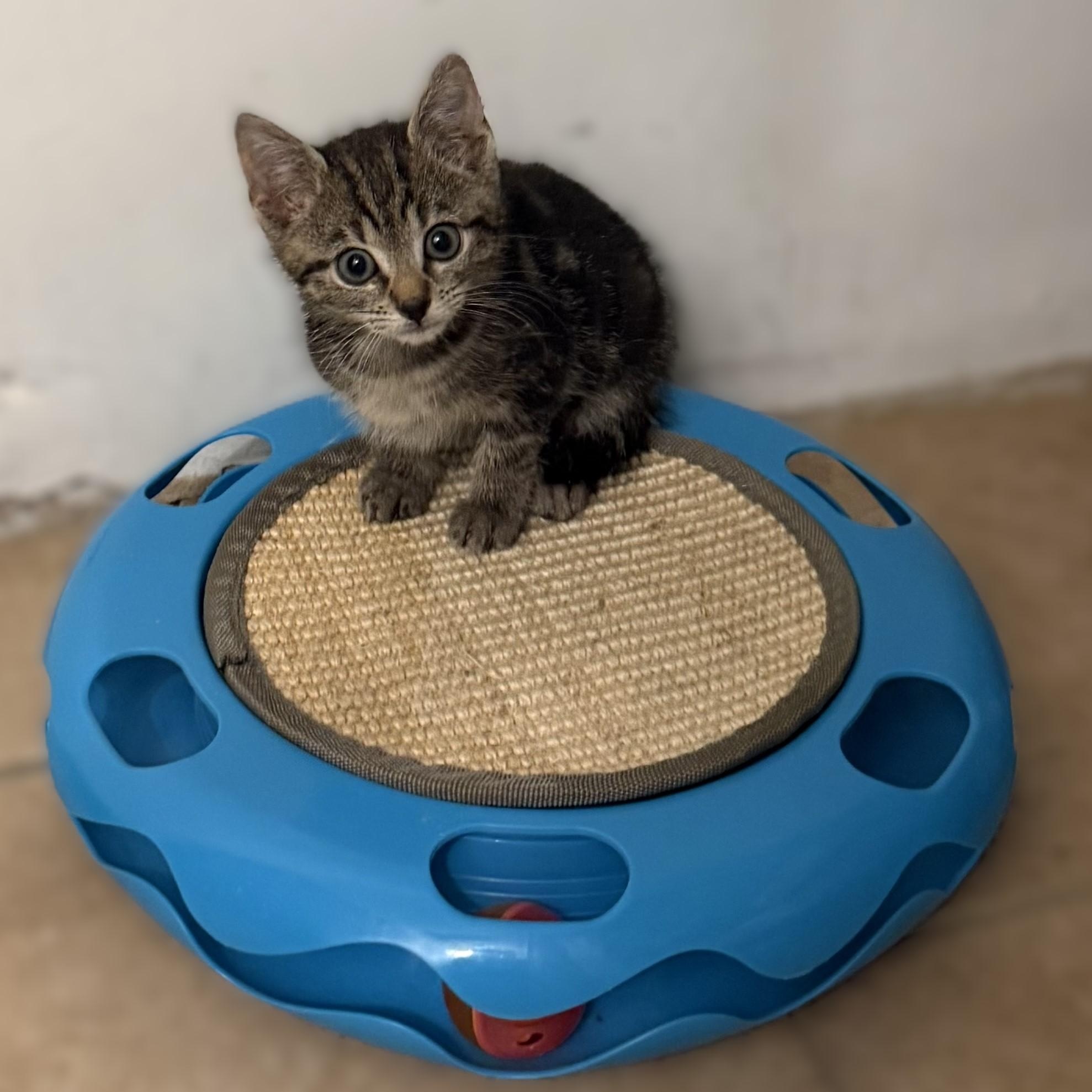 Enlarge KITTENS Coralline and Mavis -- MEET US AT VETERINARY MEDICAL CENTER, a Adoptable Domestic Short Hair in Alpharetta, GA image 4/6