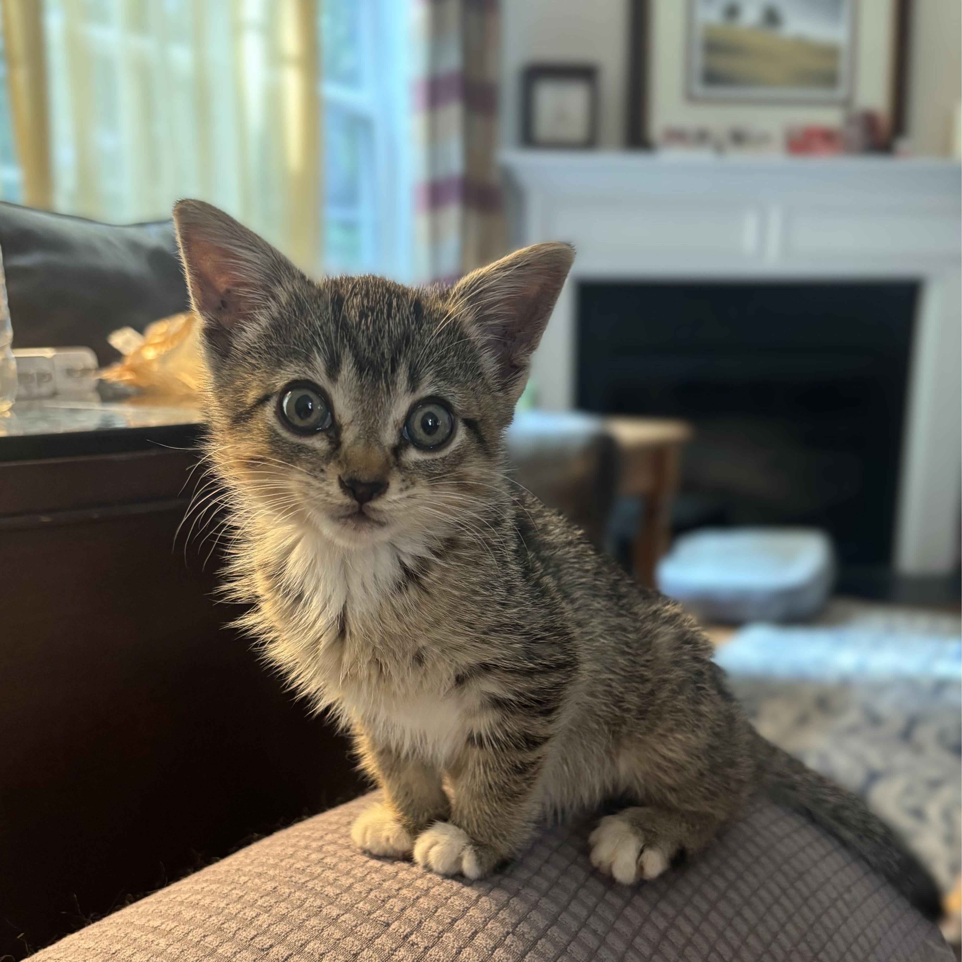KITTENS Coralline and Mavis -- MEET US AT VETERINARY MEDICAL CENTER, Adoptable, Kitten Female Domestic Short Hair.