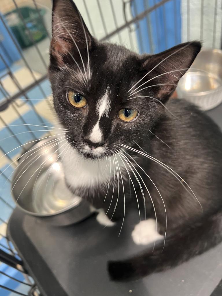 Lark, Adoptable, Young Female Domestic Short Hair.