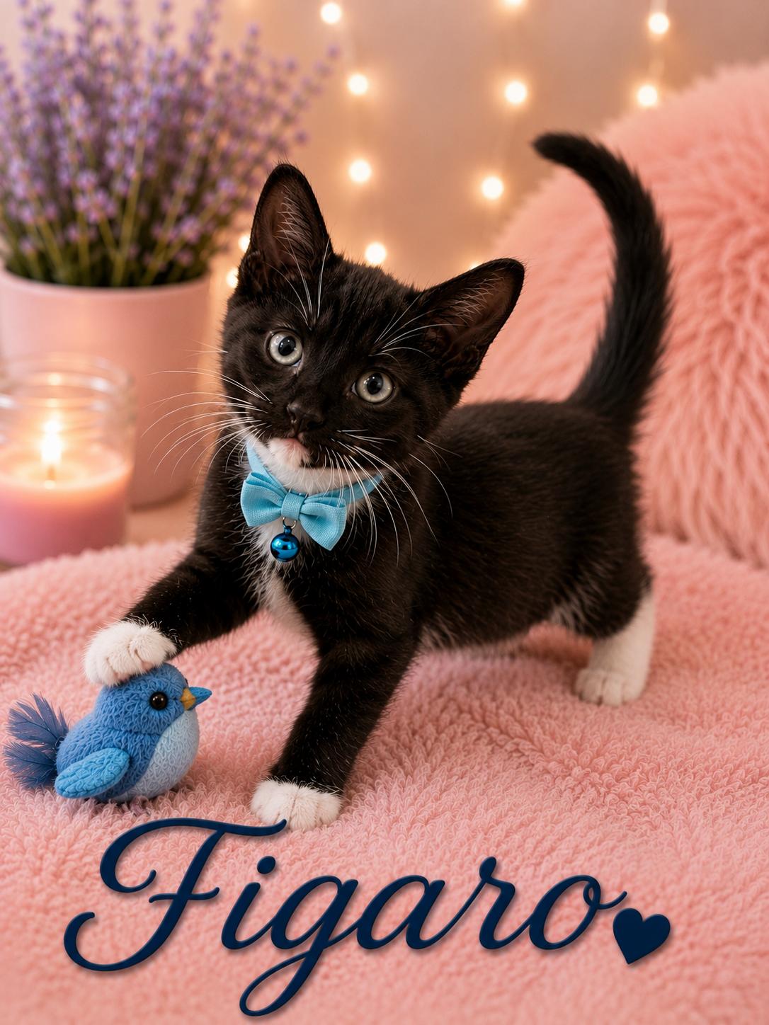 Figaro, adopted, Kitten Male Domestic Short Hair.
