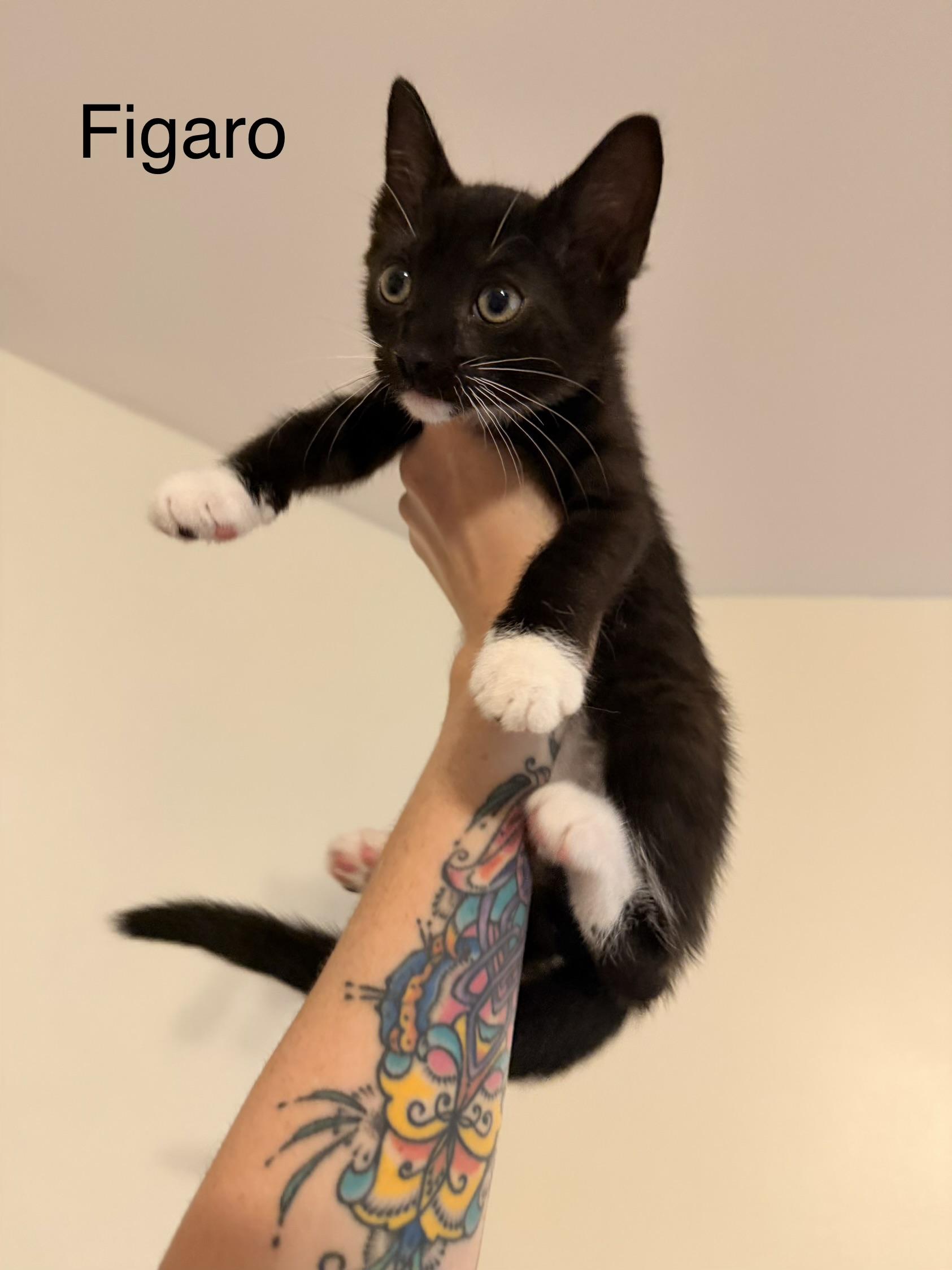 Figaro, an adopted Domestic Short Hair in Easley, SC image 3/4