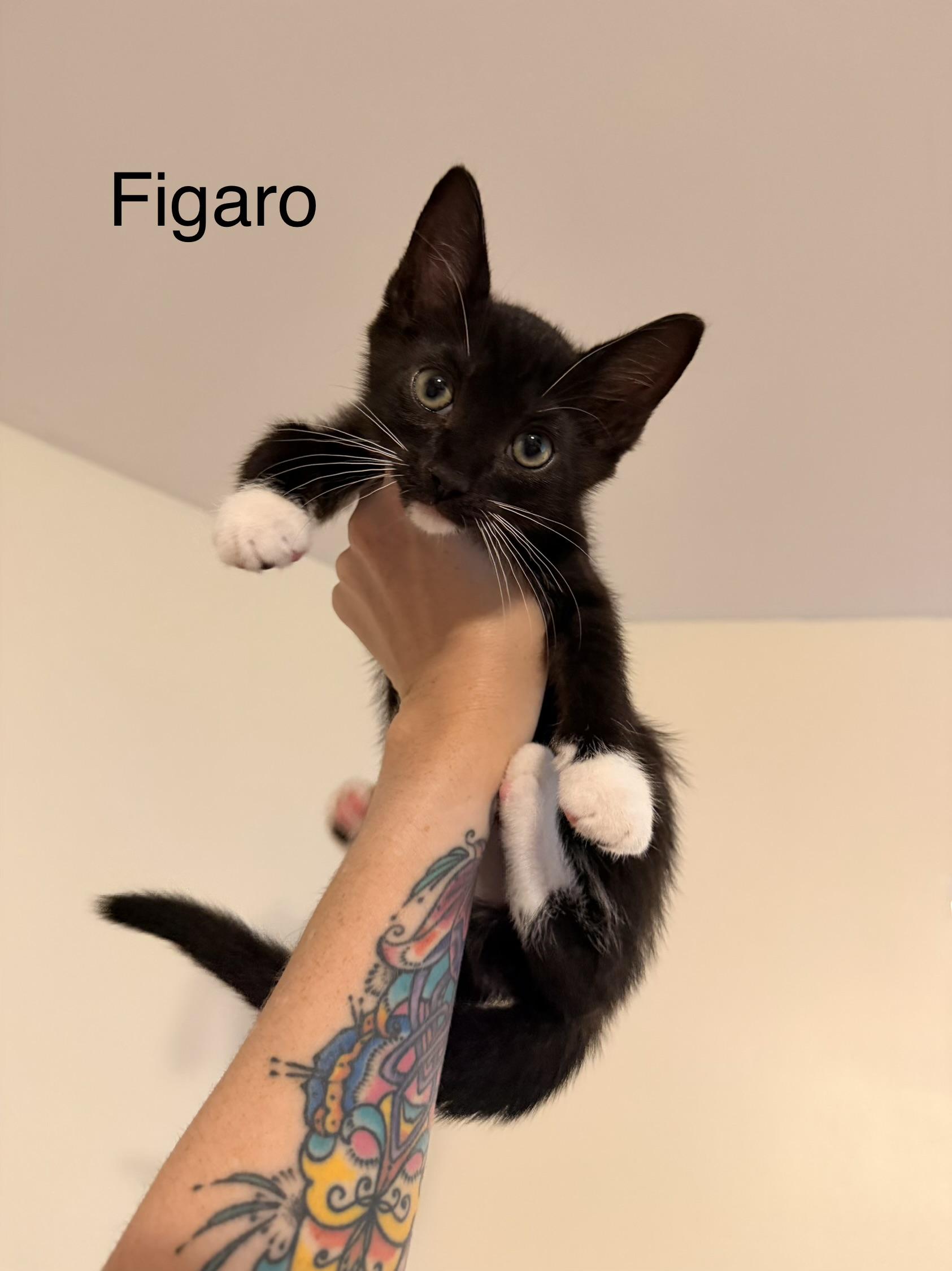 Figaro, an adopted Domestic Short Hair in Easley, SC image 4/4
