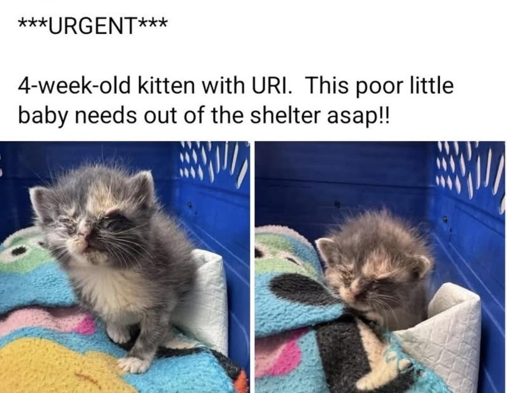 Simone Biles, Adoptable, Kitten Female Domestic Short Hair.